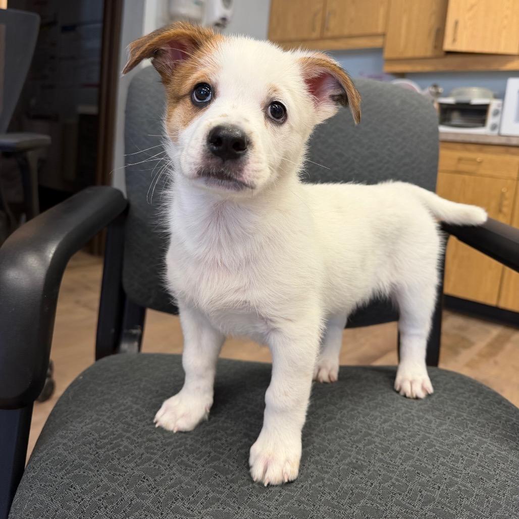 Enlarge Danny, a Adoptable mixed breed in Durango, CO image 5/5