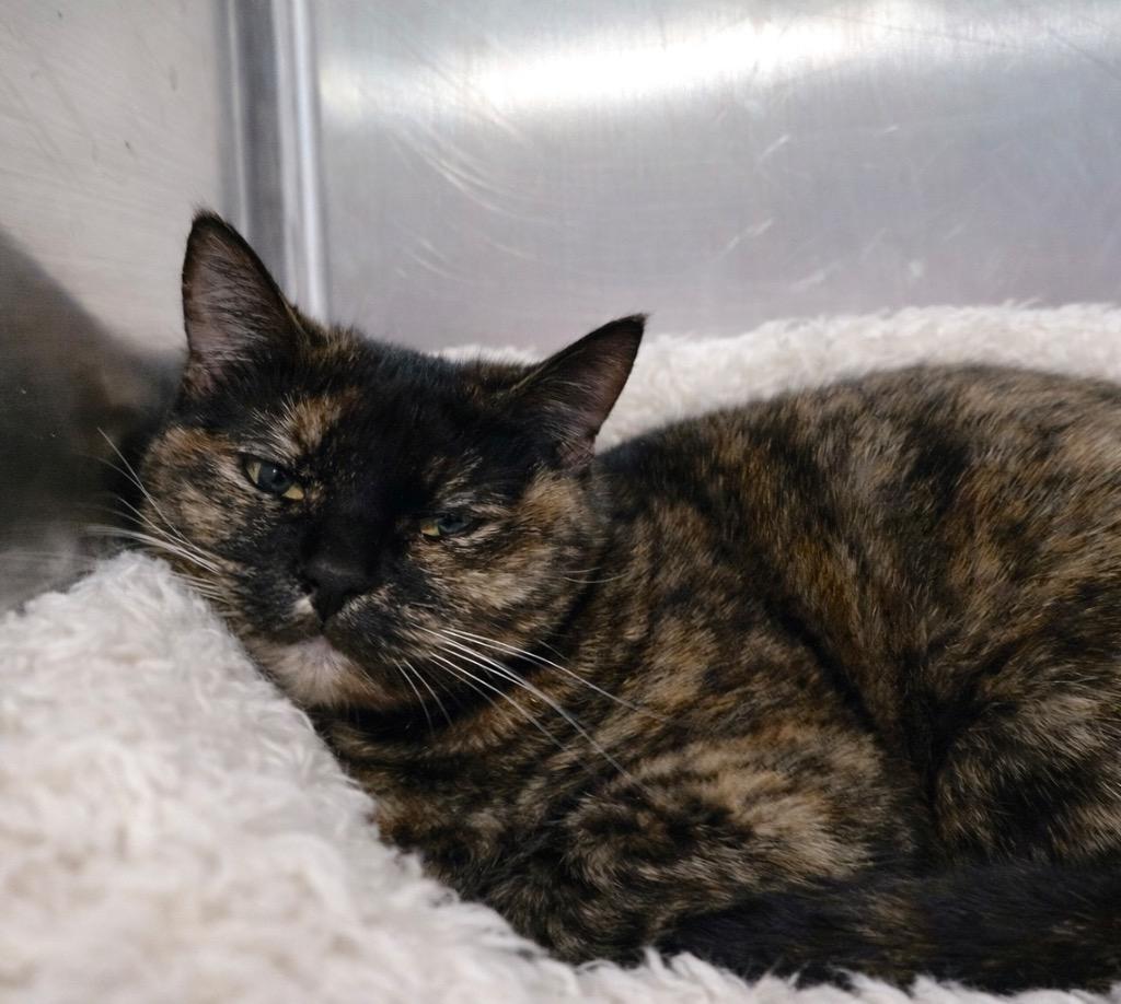 Bellemere, Adoptable, Adult Female Domestic Short Hair.