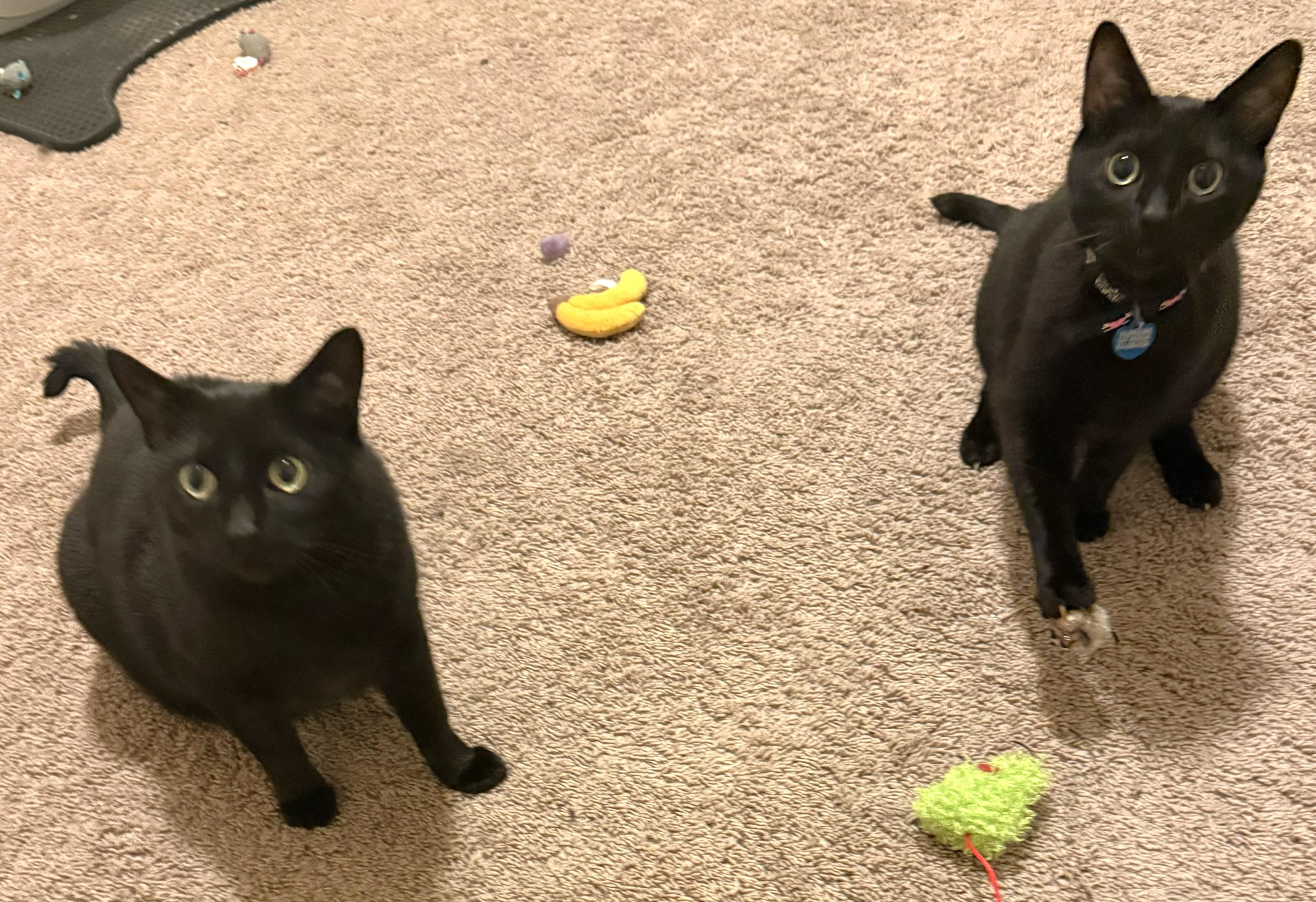 Nacho, Adoptable, Adult Male Domestic Short Hair.