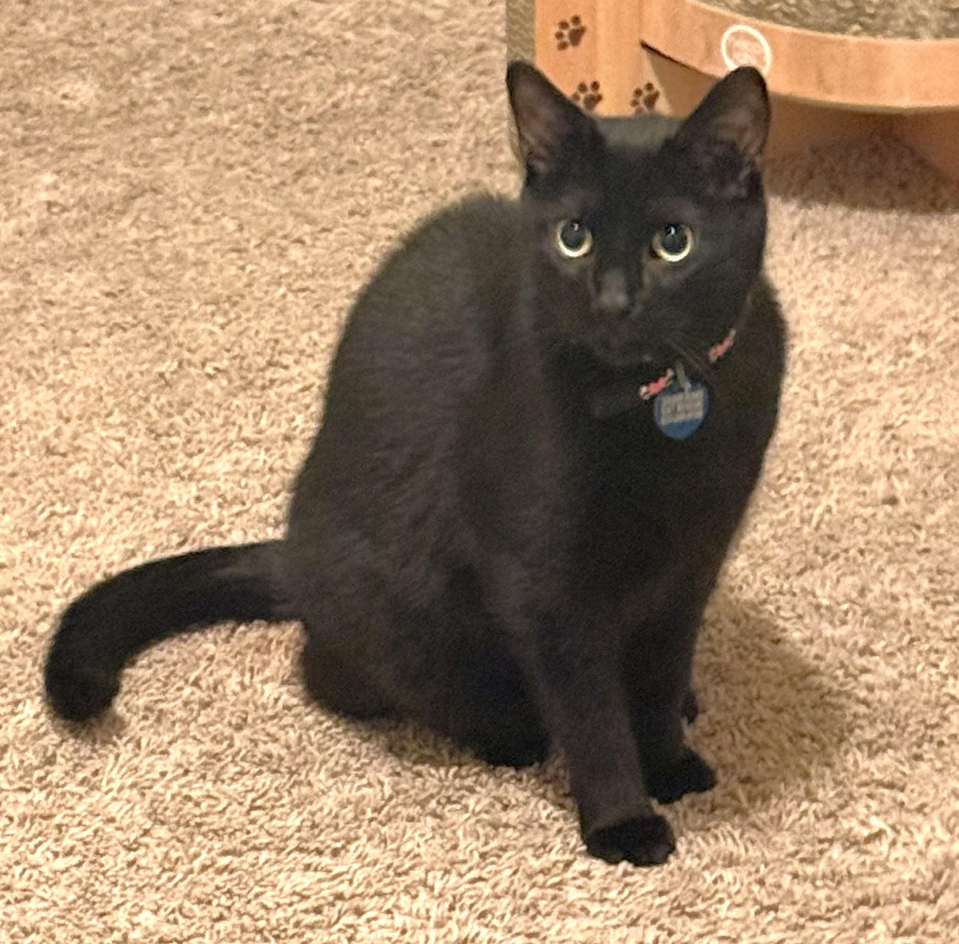 Enlarge Nacho, a Adoptable Domestic Short Hair in Monterey, CA image 2/3