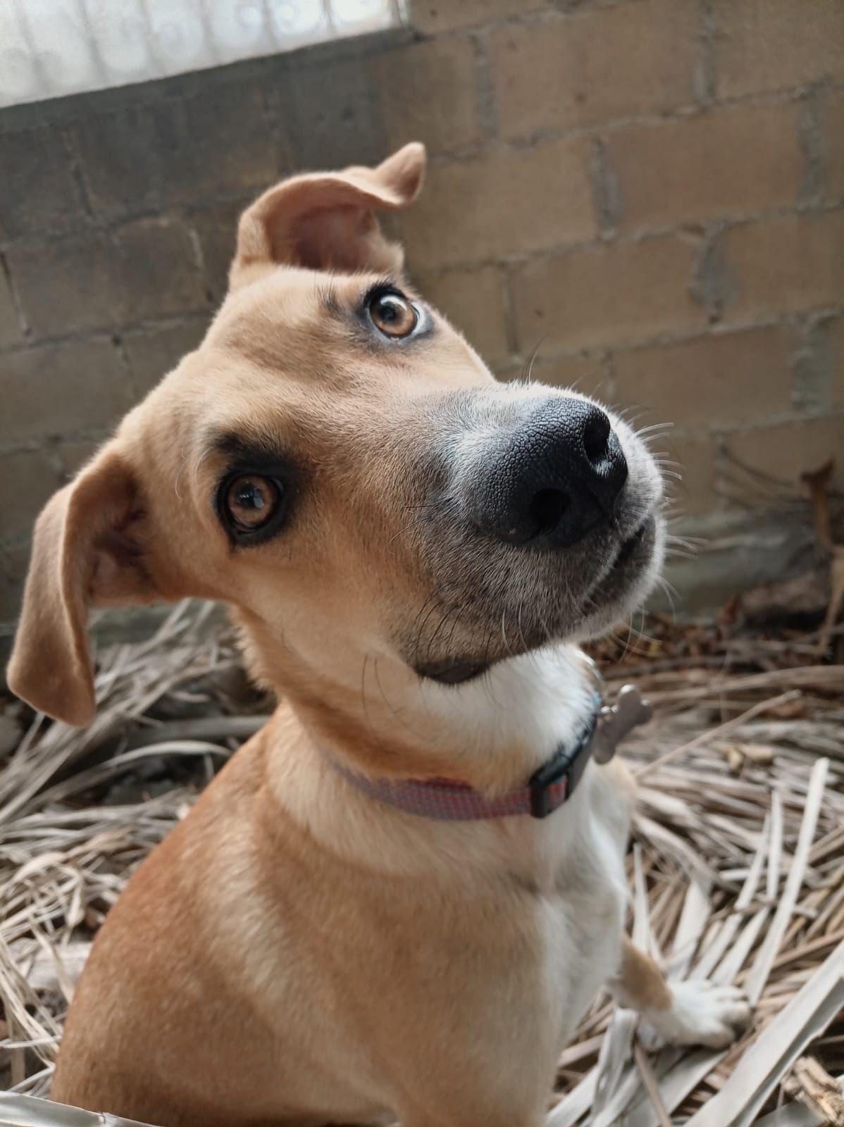 Nacho, Adoptable, Puppy Male Mixed Breed.