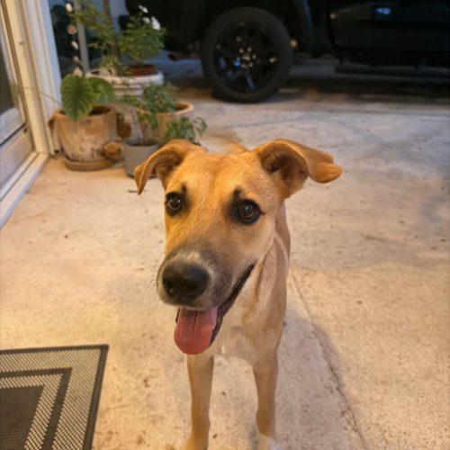 Nacho, Adoptable, Puppy Male Mixed Breed.