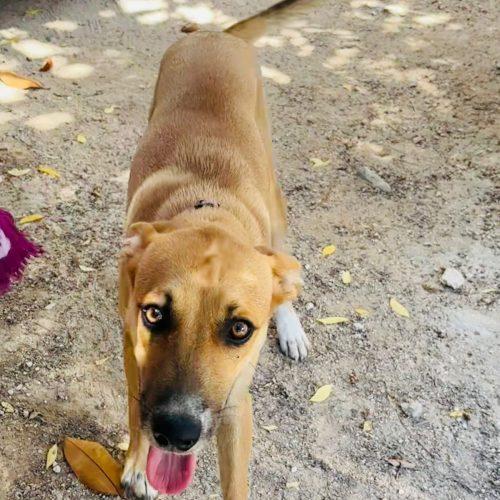 Enlarge Nacho, a Adoptable mixed breed in Sunderland, ON image 3/6