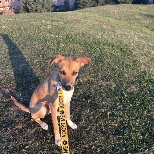 Enlarge Nacho, a Adoptable mixed breed in Sunderland, ON image 4/6
