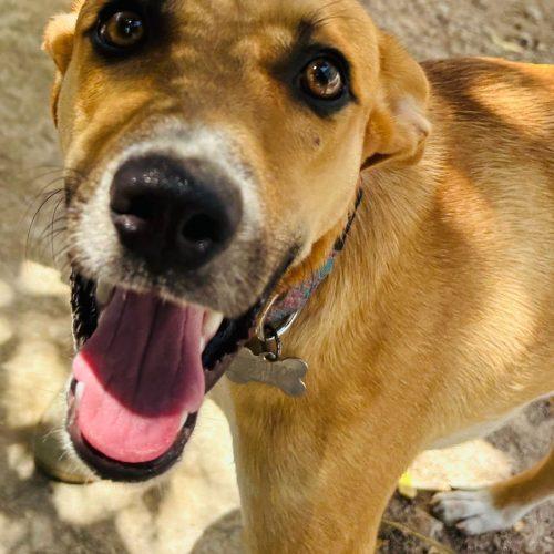Enlarge Nacho, a Adoptable mixed breed in Sunderland, ON image 5/6