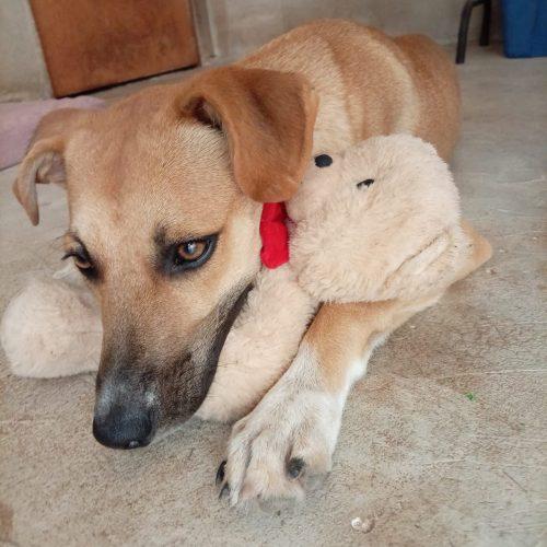 Enlarge Nacho, a Adoptable mixed breed in Sunderland, ON image 6/6