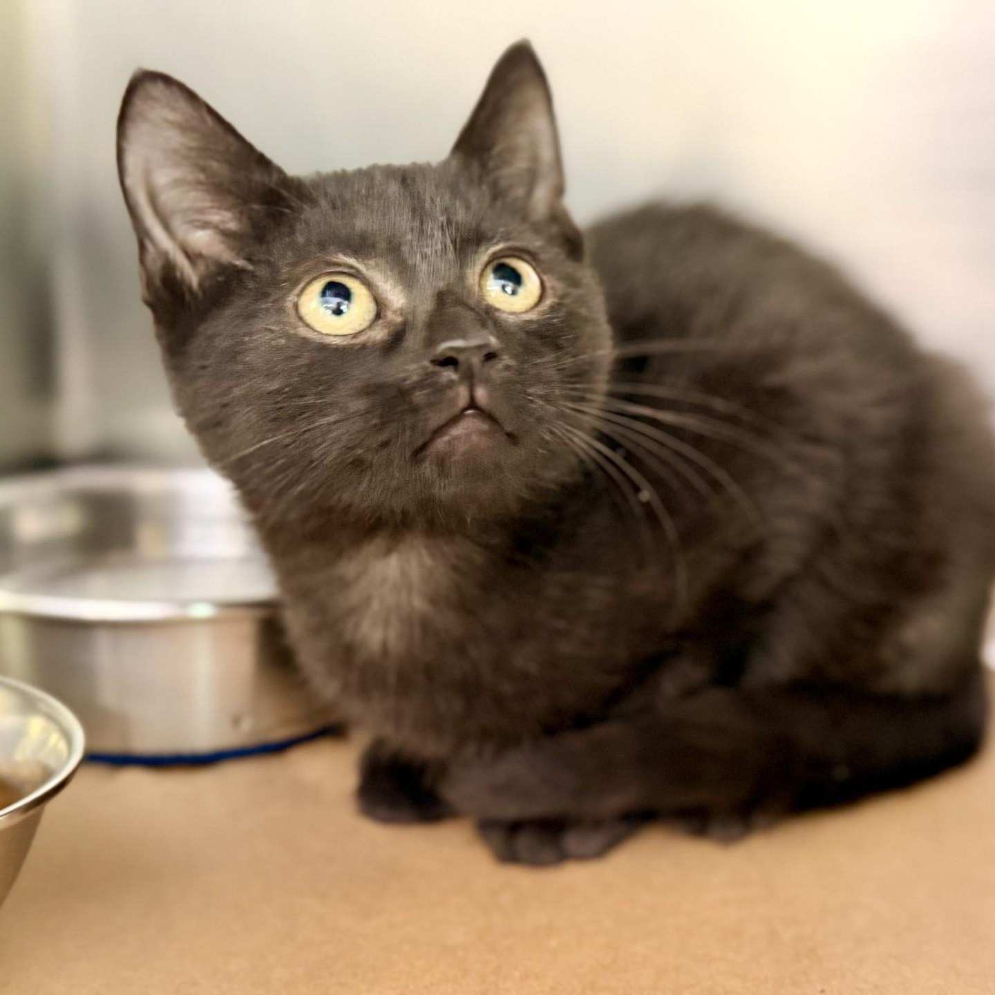 Enlarge Bill, a Adoptable Domestic Short Hair in Jackson, NJ image 1/1