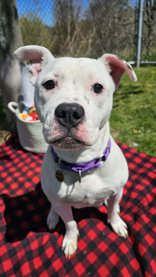 Enlarge Brezilla, a ADOPTABLE Mixed Breed in Manitowoc, WI image 1/1