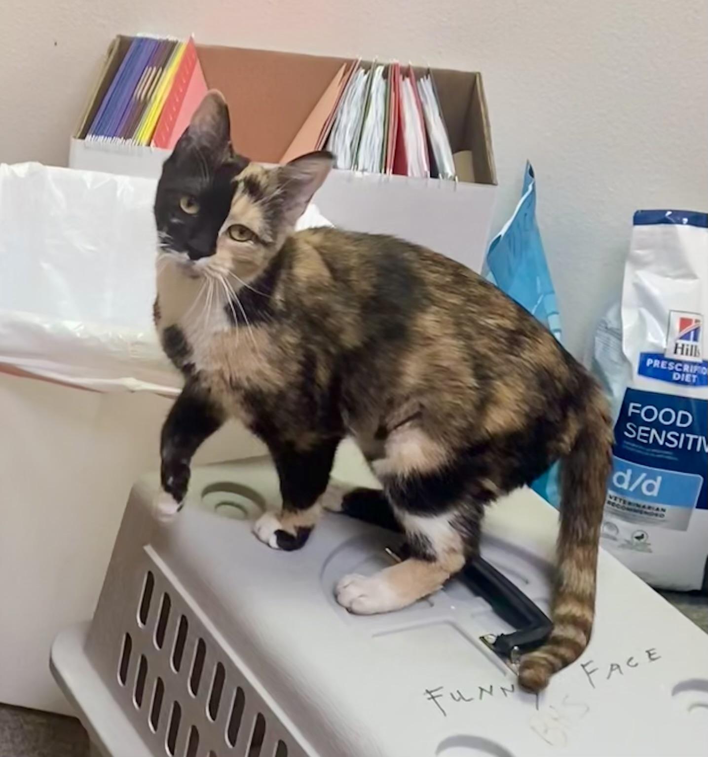 Cornflake, a Adoptable mixed breed in Pocatello, ID image 3/6