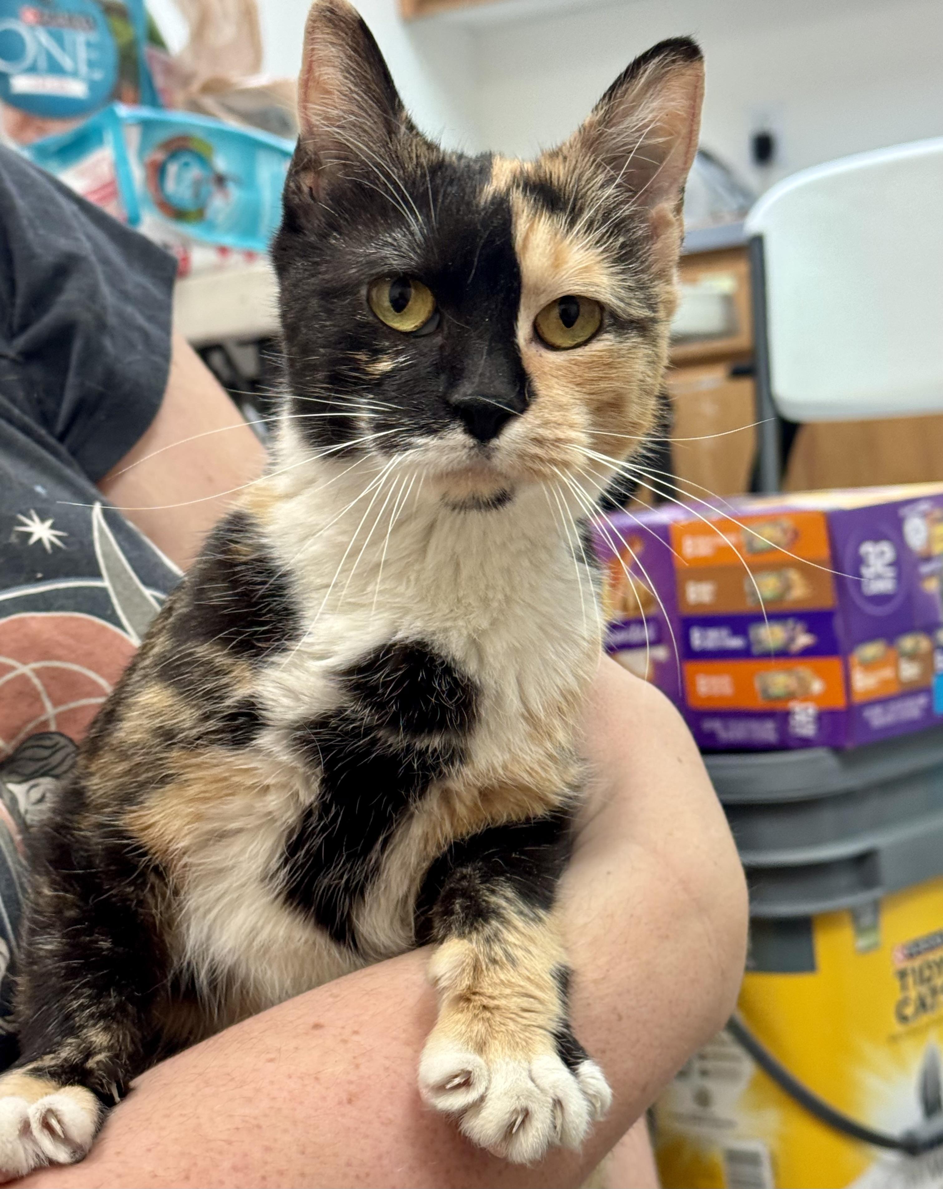 Cornflake, Adoptable, Kitten Female Domestic Short Hair.