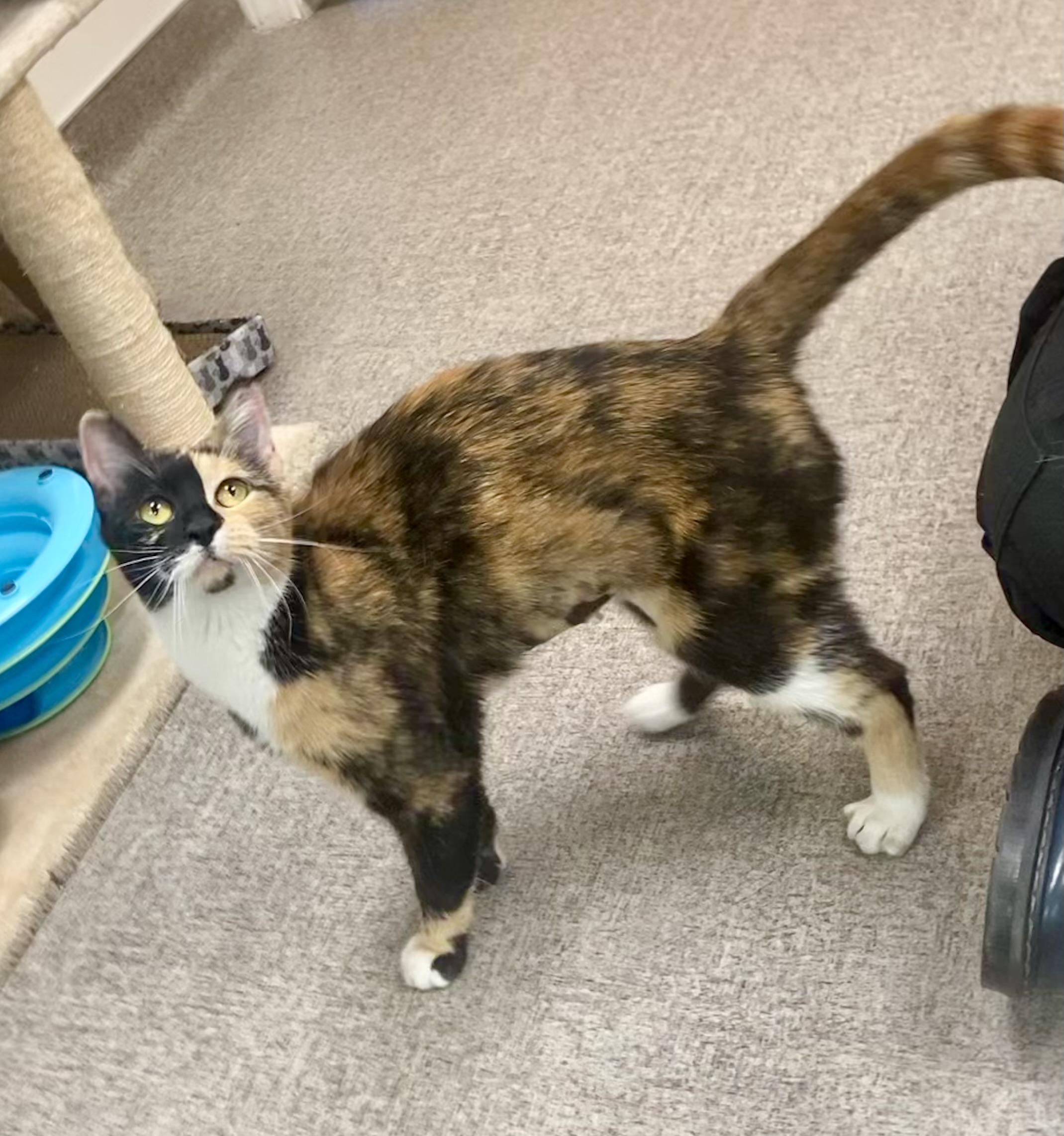 Cornflake, a Adoptable mixed breed in Pocatello, ID image 4/6