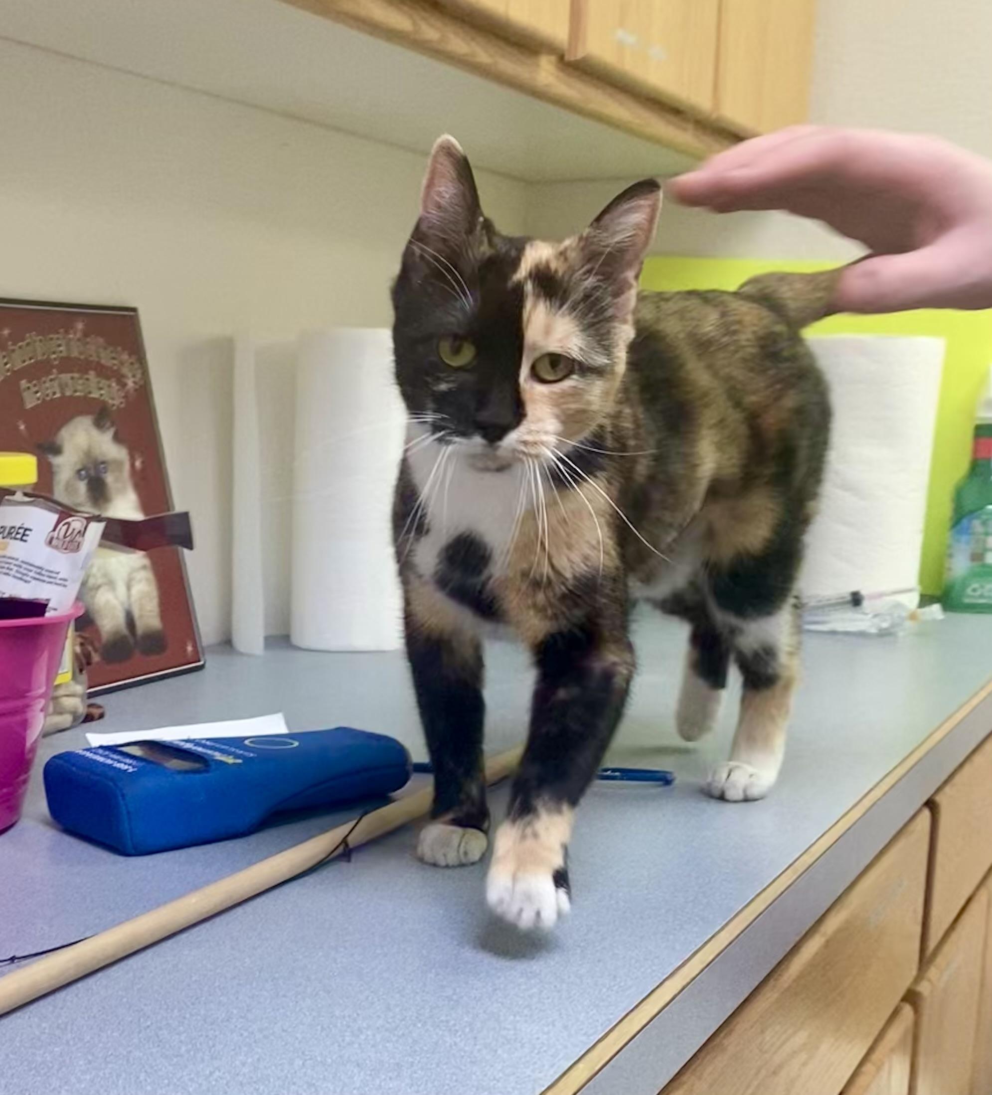 Cornflake, a Adoptable mixed breed in Pocatello, ID image 5/6