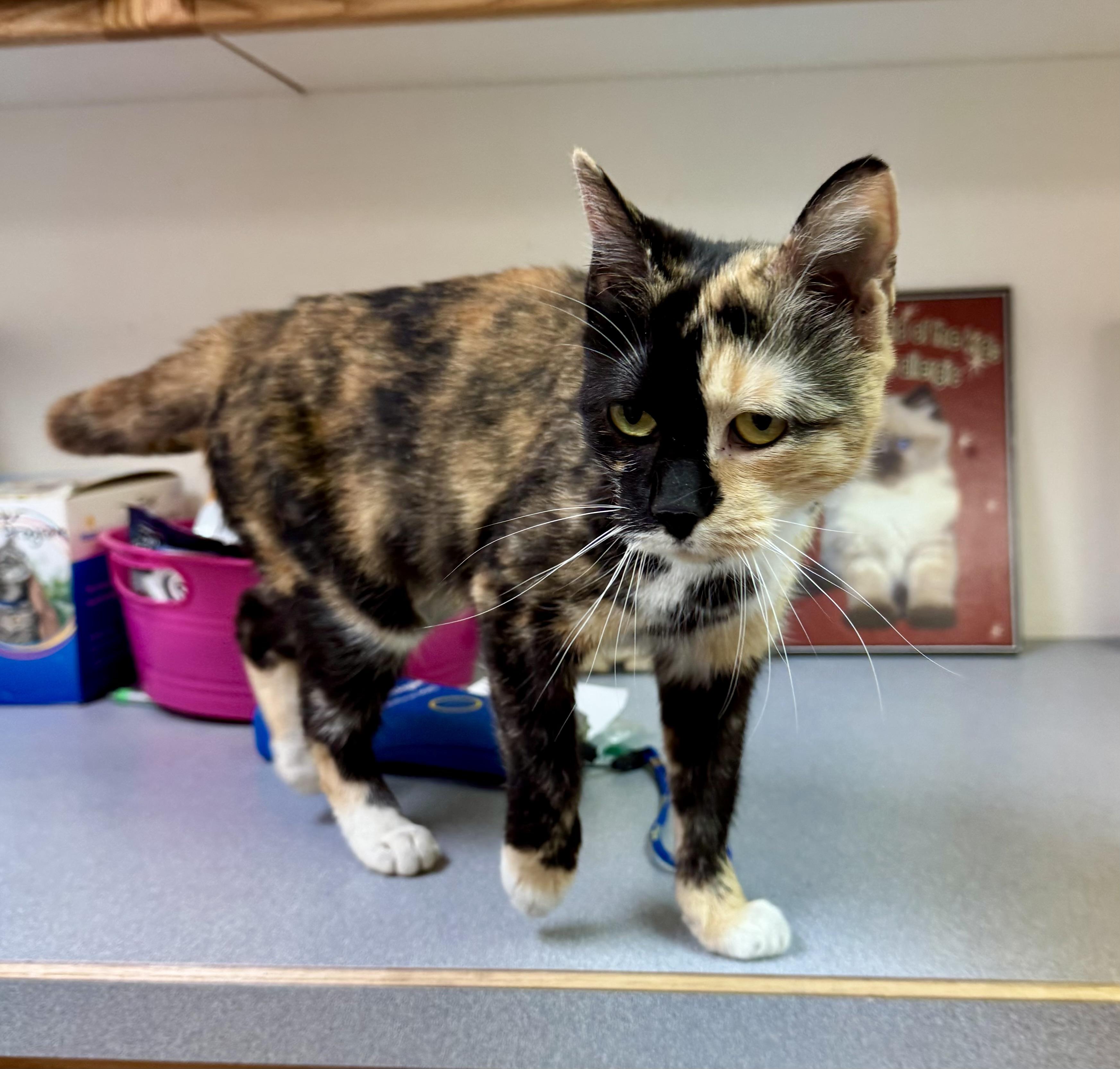 Cornflake, a Adoptable mixed breed in Pocatello, ID image 6/6