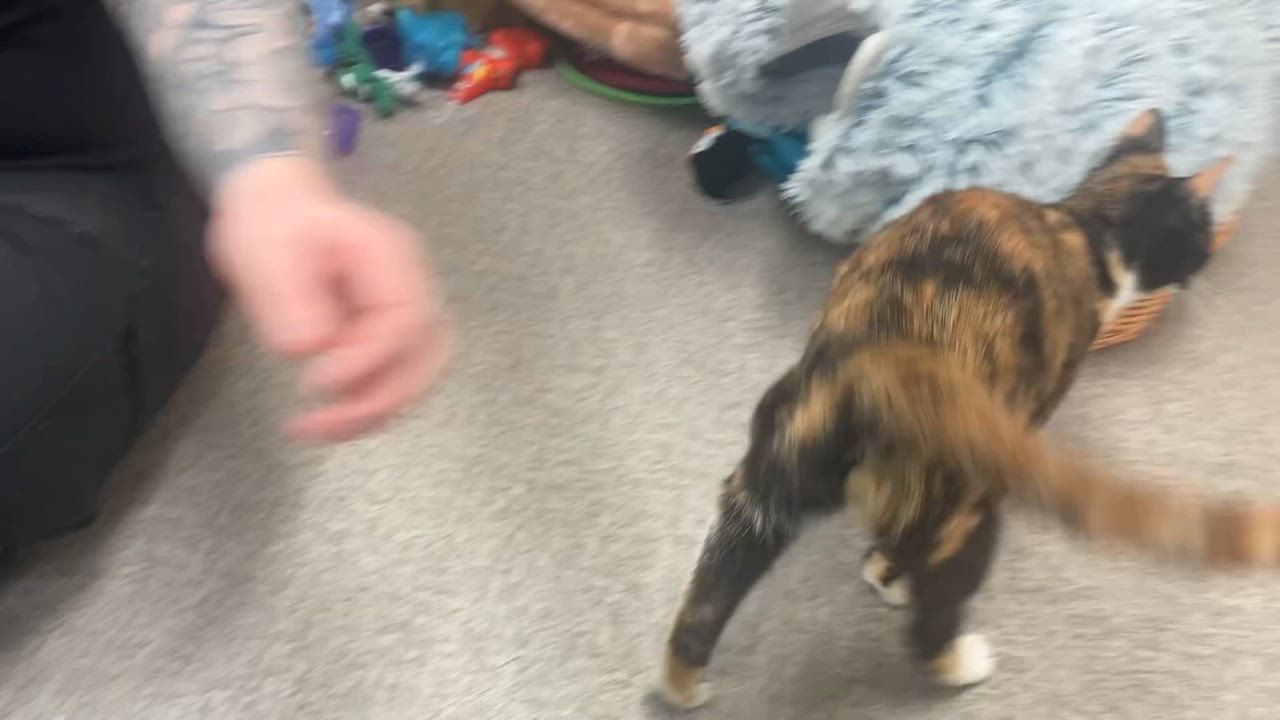 Enlarge Cornflake, a Adoptable mixed breed in Pocatello, ID video 2/6