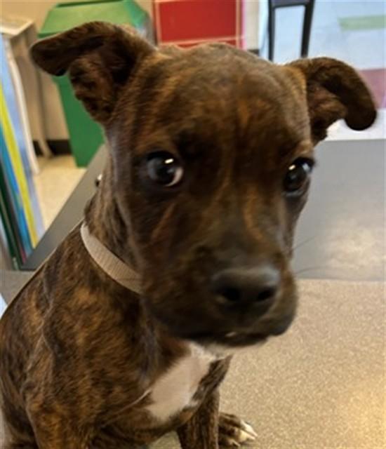 Enlarge Roadie A220651, a Adopted mixed breed in Plano, TX image 3/3