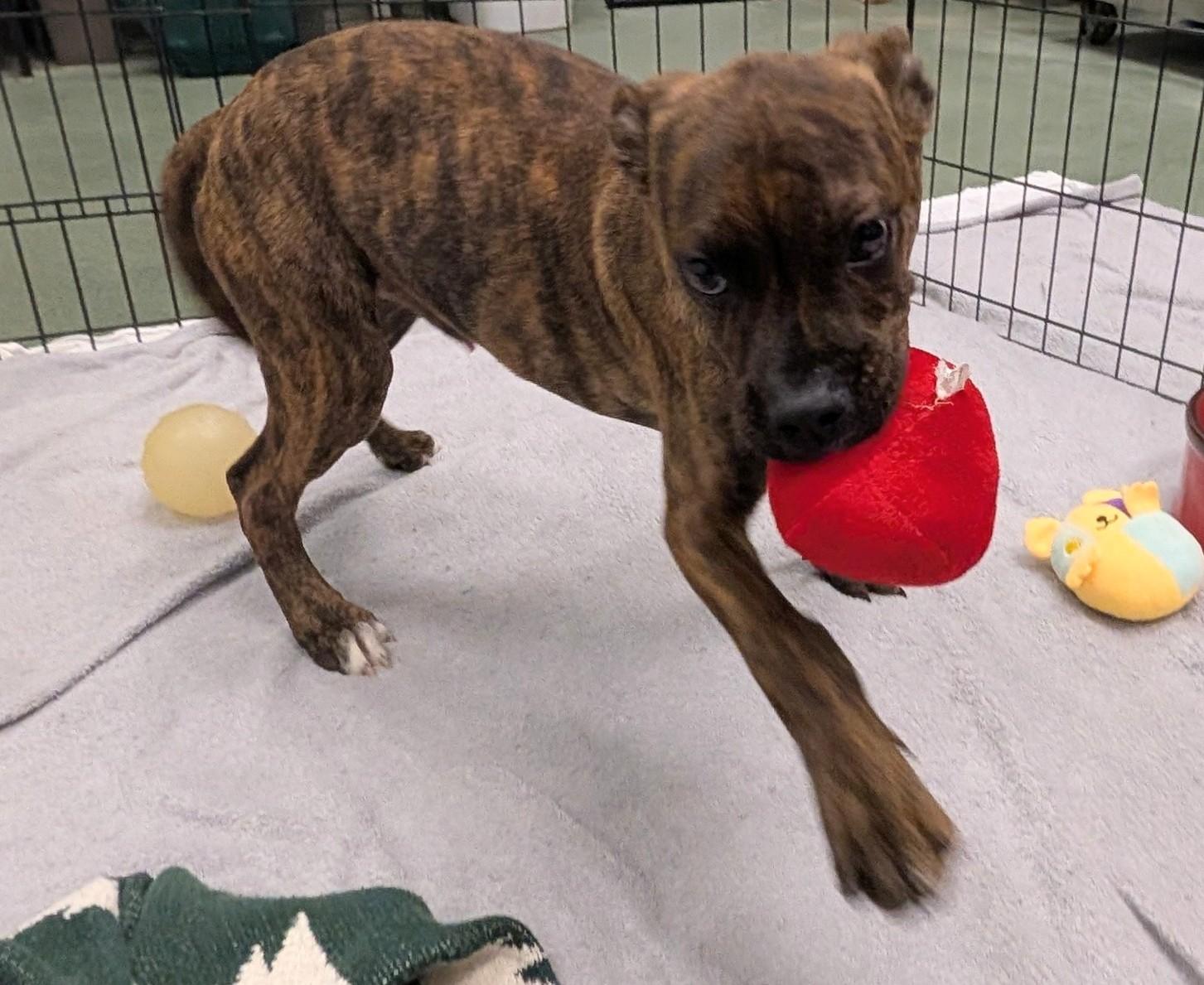 Enlarge Roadie A220651, a Adopted mixed breed in Plano, TX image 1/3