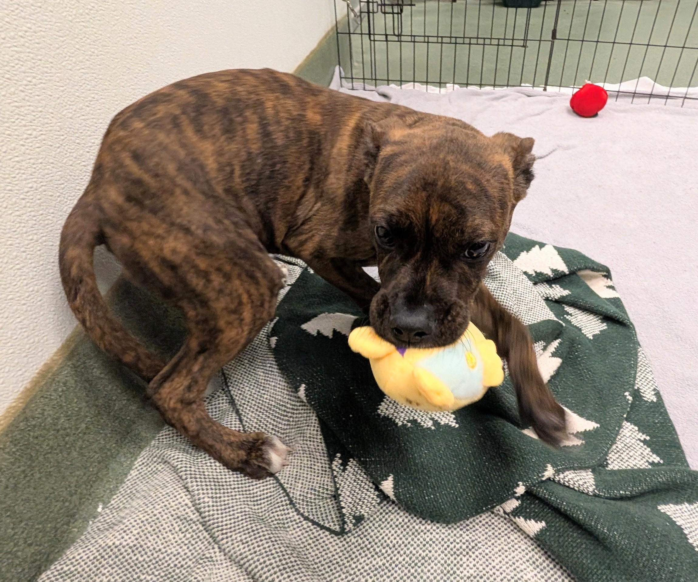 Enlarge Roadie A220651, a Adopted mixed breed in Plano, TX image 2/3