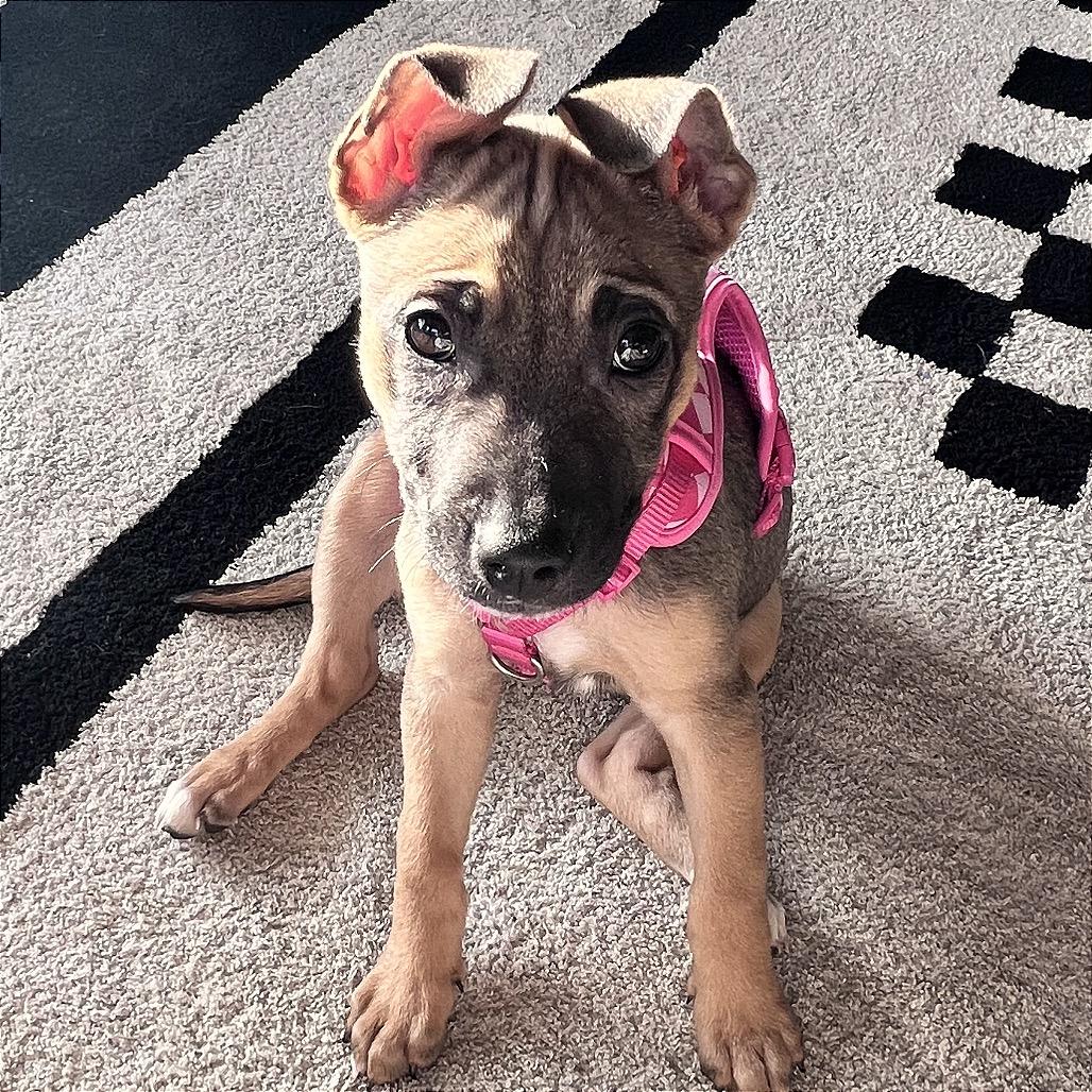 Enlarge Evie, a Adoptable mixed breed in Monroe, MI image 1/4