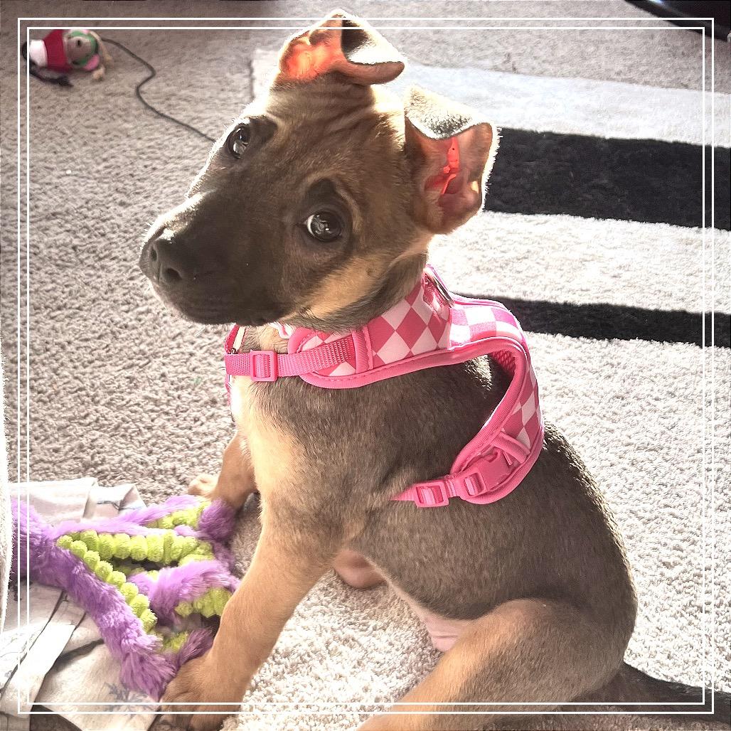 Enlarge Evie, a Adoptable mixed breed in Monroe, MI image 2/4