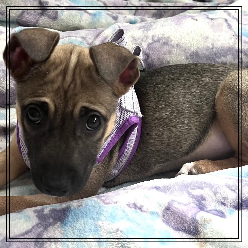 Enlarge Evie, a Adoptable mixed breed in Monroe, MI image 3/4