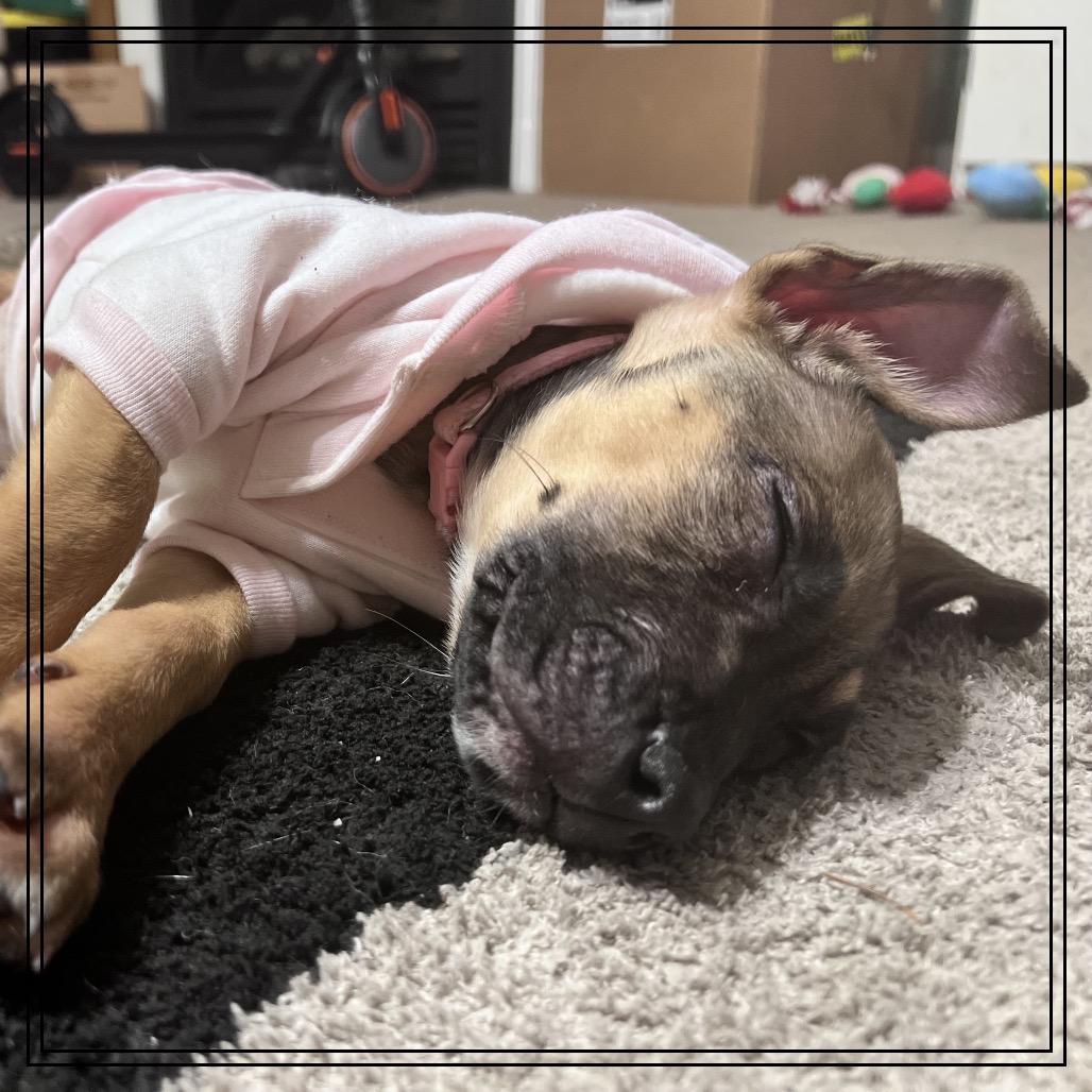 Enlarge Evie, a Adoptable mixed breed in Monroe, MI image 4/4