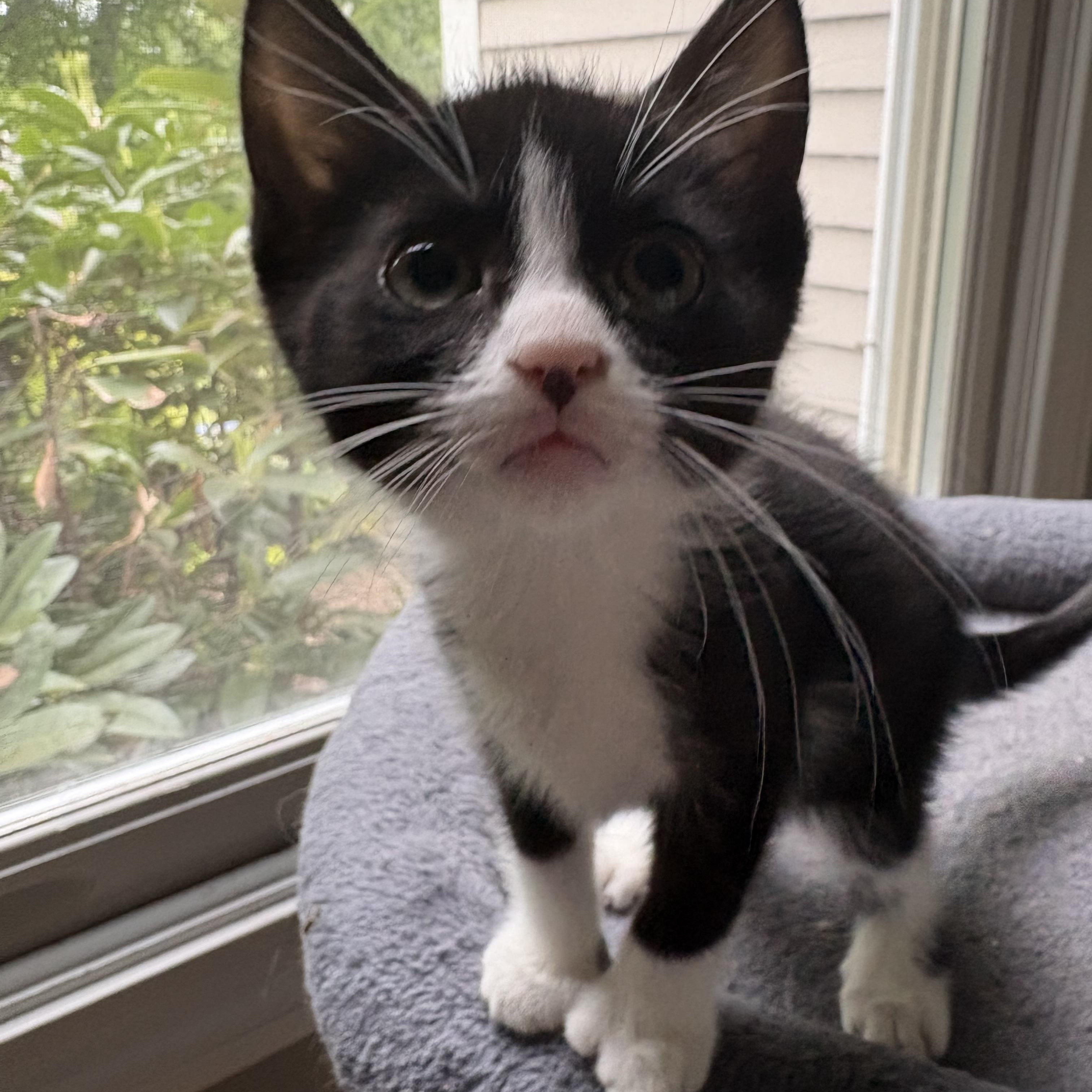 Enlarge Orchid, a Adoptable Tuxedo in North Kingstown, RI image 3/5