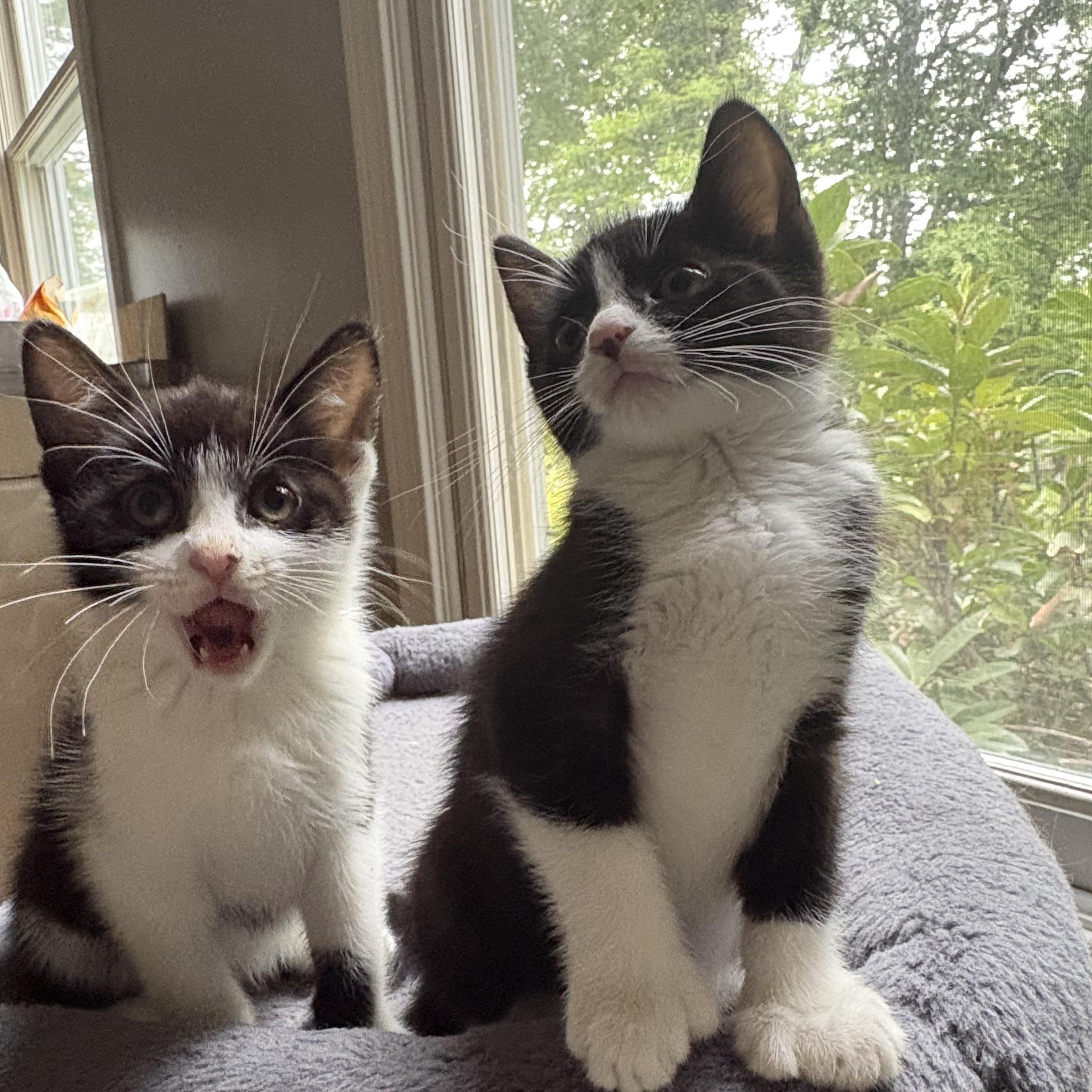 Enlarge Orchid, a Adoptable Tuxedo in North Kingstown, RI image 5/5