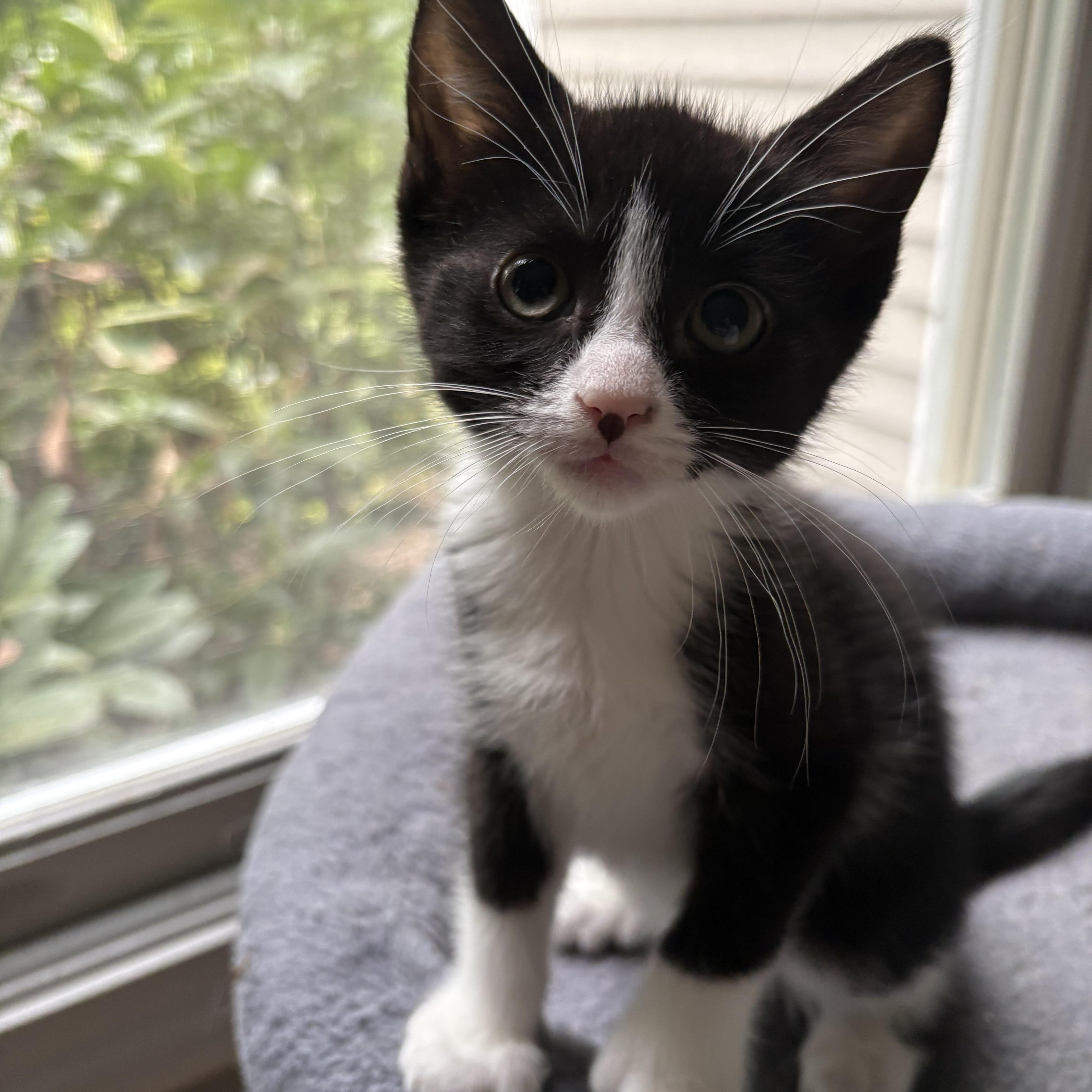 Enlarge Orchid, a Adoptable Tuxedo in North Kingstown, RI image 1/5