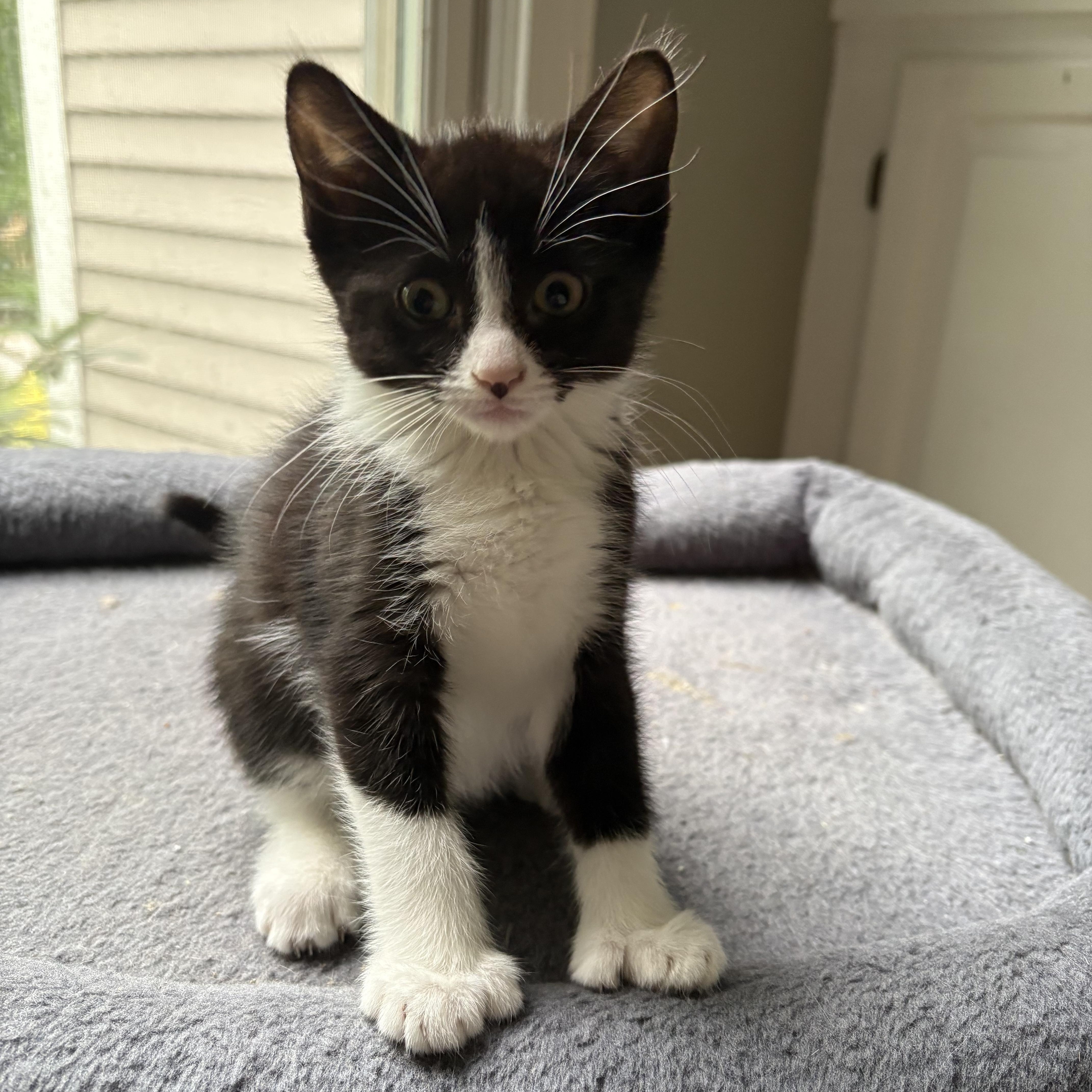 Enlarge Orchid, a Adoptable Tuxedo in North Kingstown, RI image 4/5