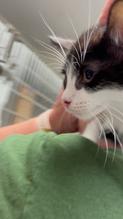 Enlarge Orchid, a Adoptable Tuxedo in North Kingstown, RI video 2/5