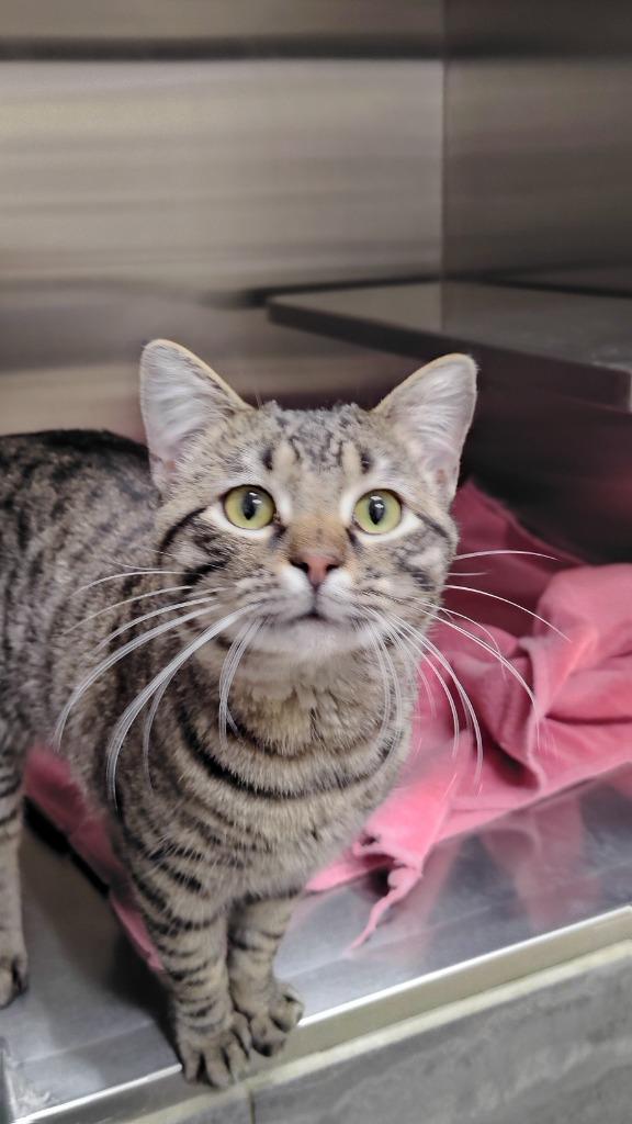 Oliver, Adoptable, Young Male Domestic Short Hair.