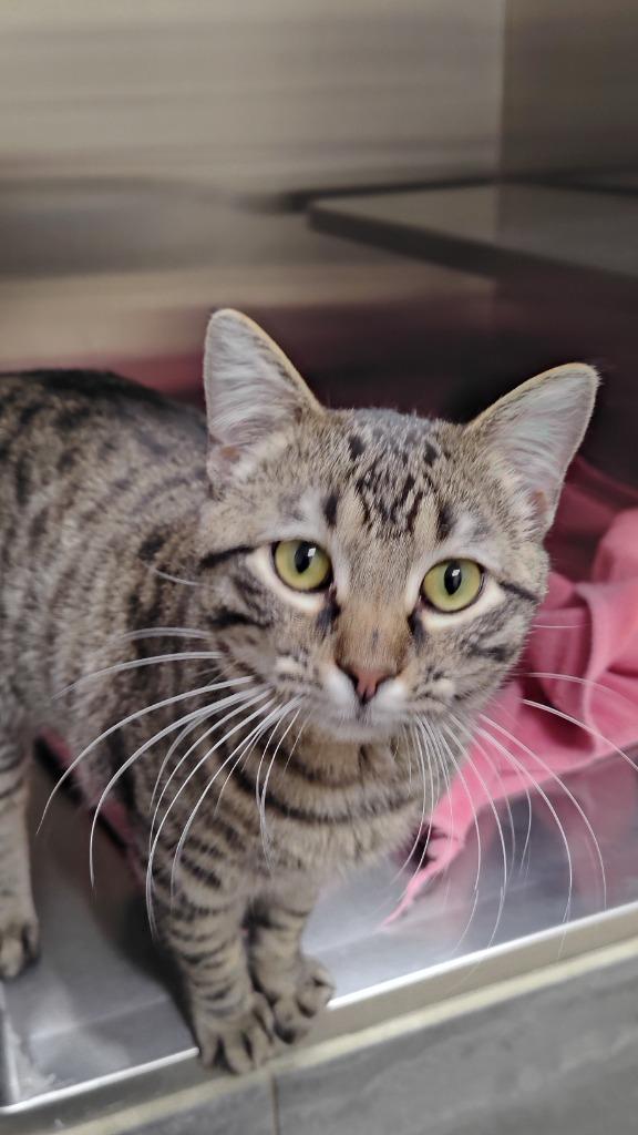 Enlarge Oliver, a Adoptable mixed breed in Great Bend, KS image 2/3