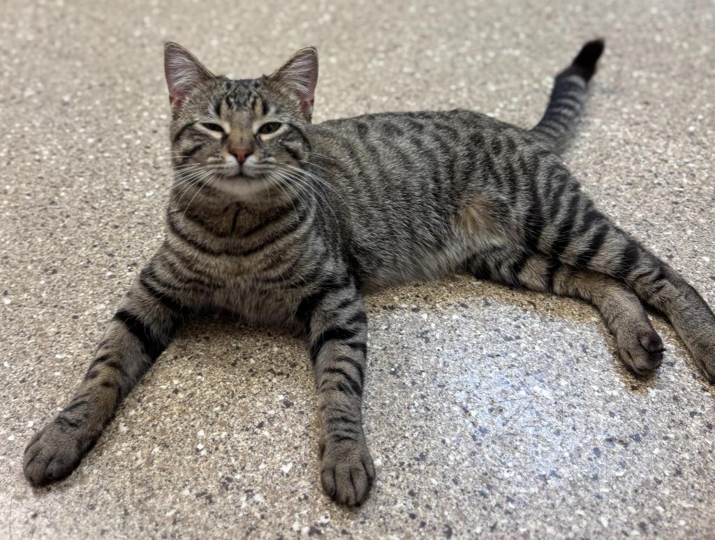 Enlarge Oliver, a Adoptable mixed breed in Great Bend, KS image 3/5