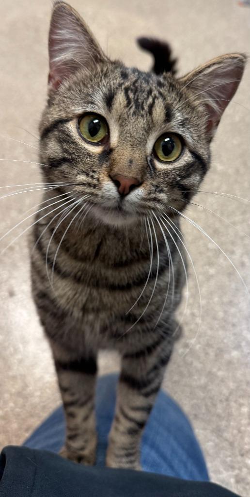 Enlarge Oliver, a Adoptable mixed breed in Great Bend, KS image 4/5