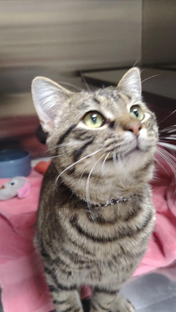 Enlarge Oliver, a Adoptable mixed breed in Great Bend, KS image 3/3