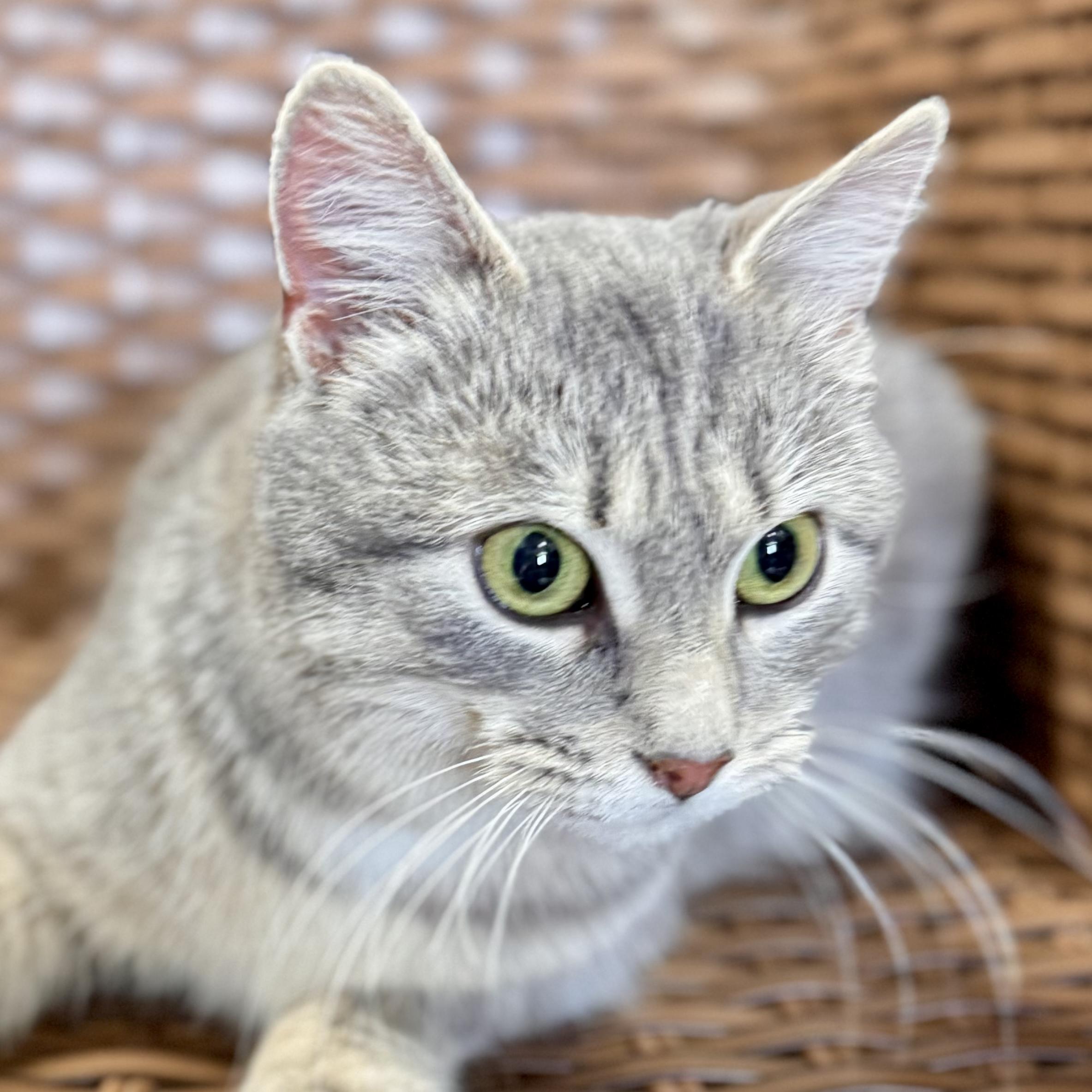 Enlarge Blooper , an adopted Domestic Short Hair in Midland, MI image 4/6