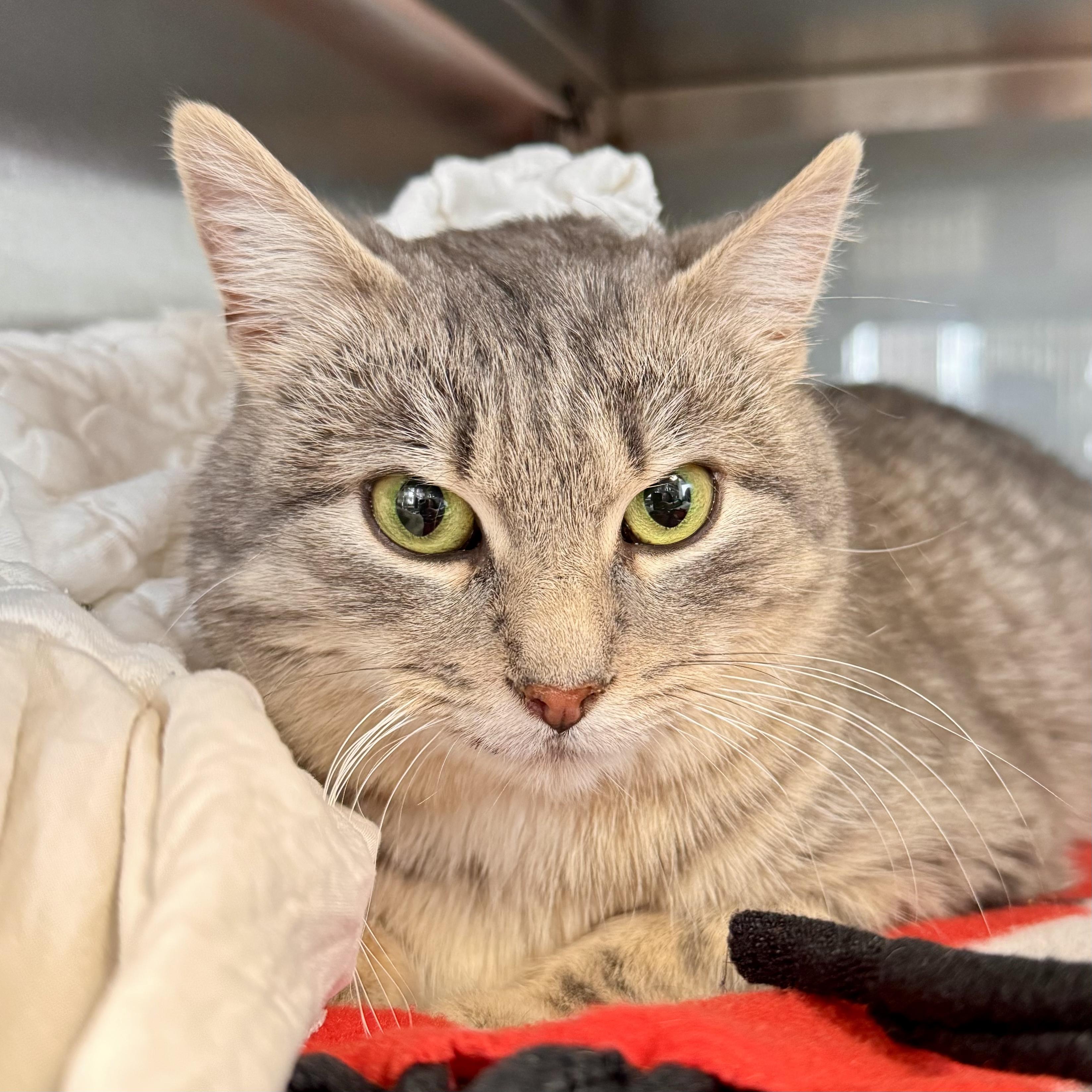 Enlarge Blooper , an adopted Domestic Short Hair in Midland, MI image 3/6