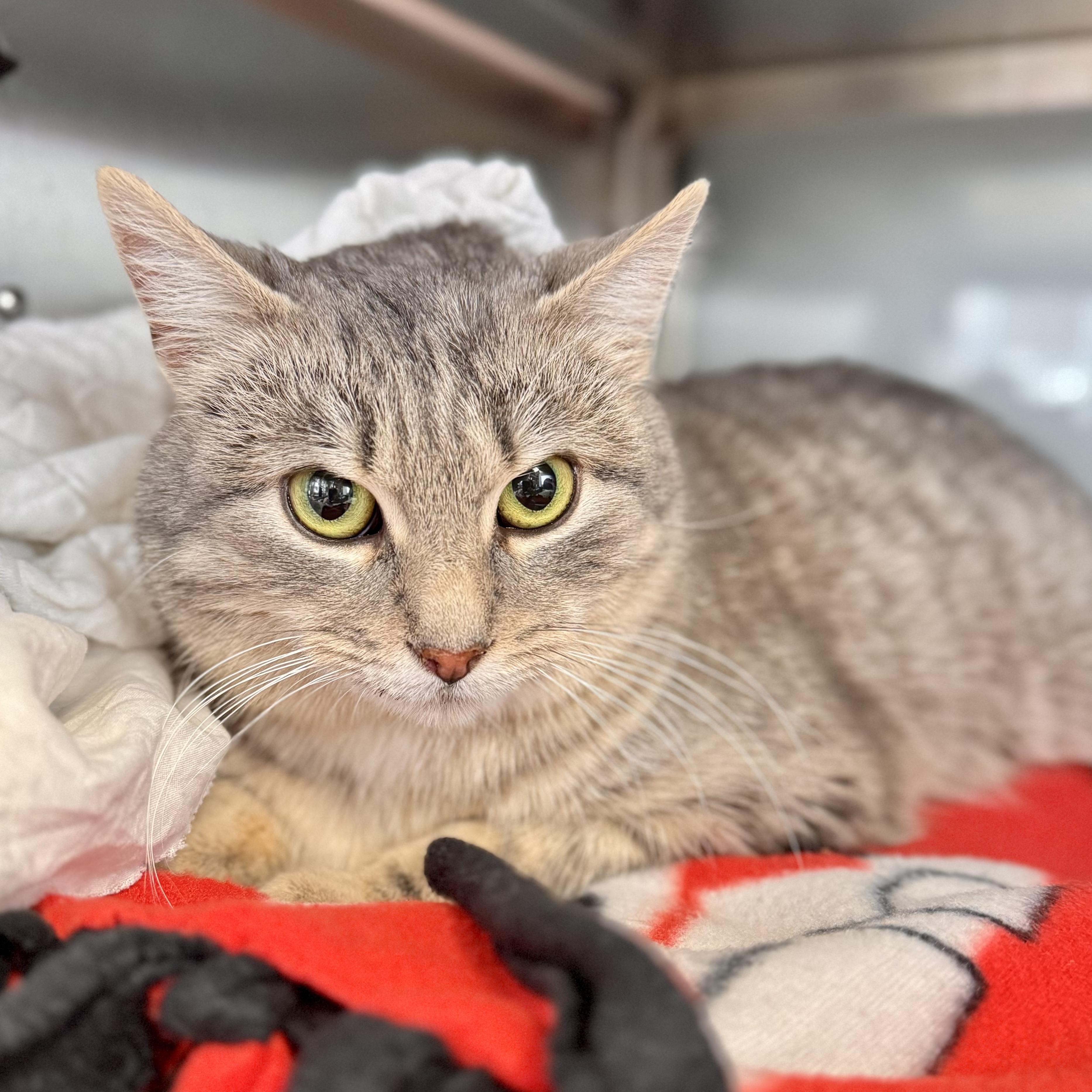 Enlarge Blooper , an adopted Domestic Short Hair in Midland, MI image 6/6