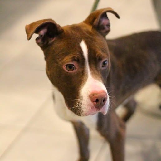 Enlarge 26-00572 COOPER, a ADOPTABLE mixed breed in Fredericksburg, VA image 1/1