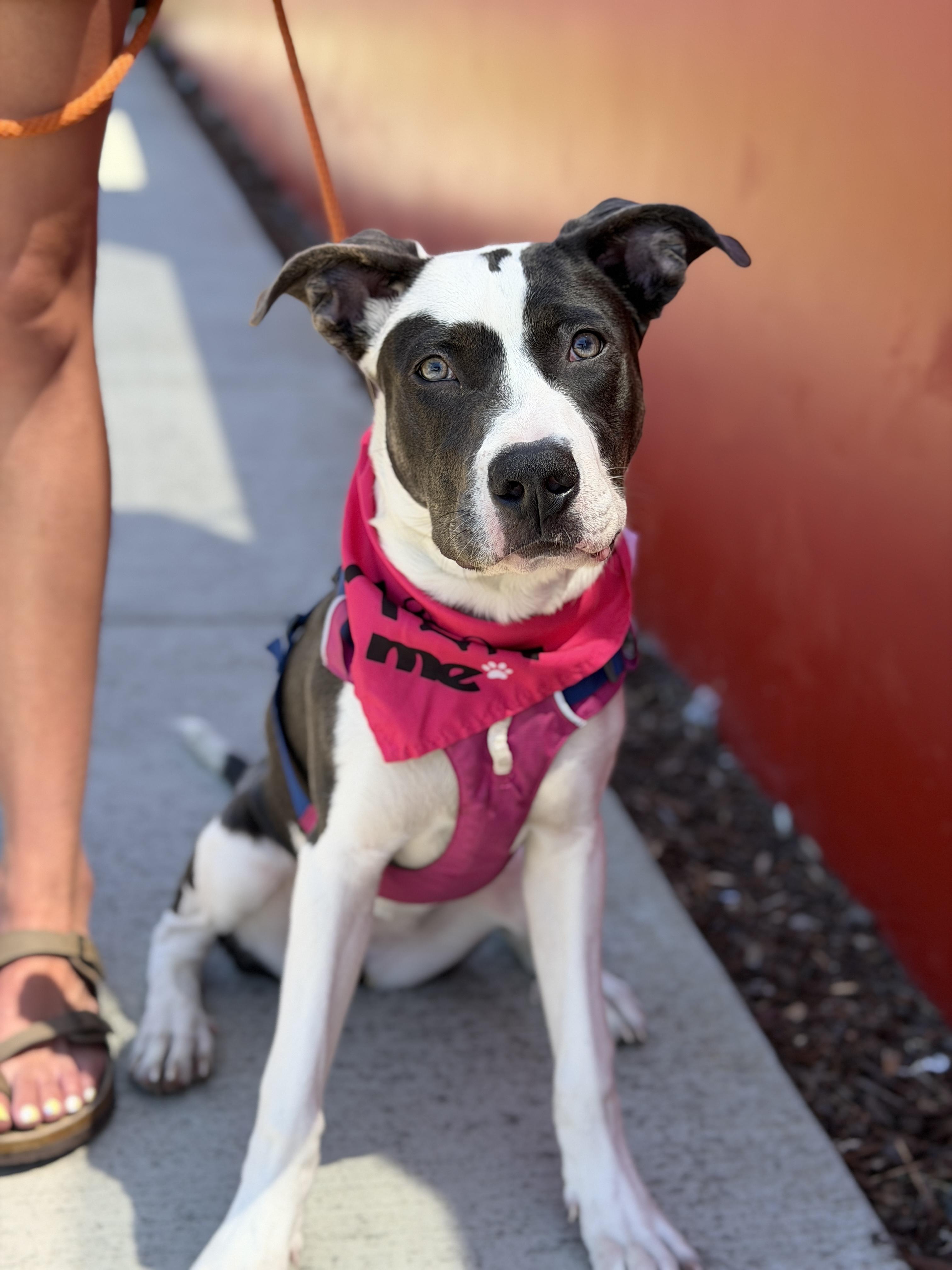 Enlarge Emmie- ADOPT Me, a Adoptable mixed breed in Redondo Beach, CA image 1/6