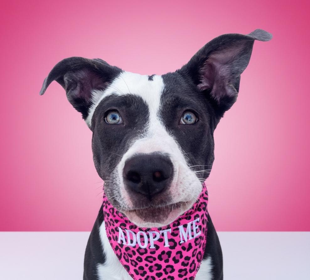 Enlarge Emmie- ADOPT Me, a Adoptable mixed breed in Redondo Beach, CA image 6/6