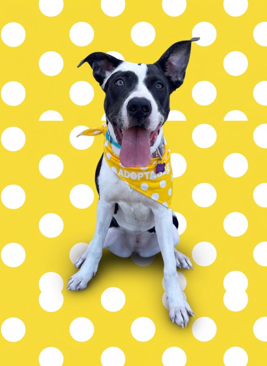 Enlarge Emmie- ADOPT Me, a Adoptable mixed breed in Redondo Beach, CA image 4/6