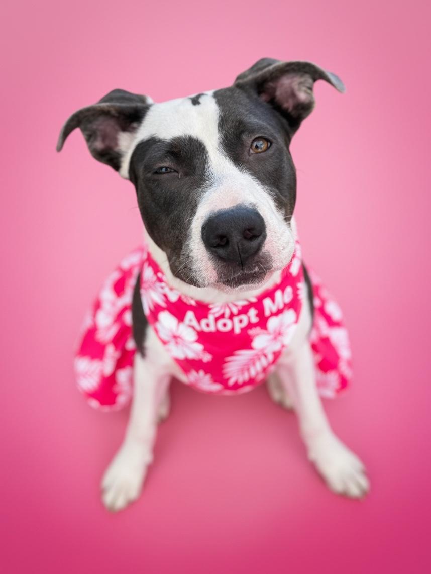 Enlarge Emmie- ADOPT Me, a ADOPTABLE mixed breed in Redondo Beach, CA image 2/3