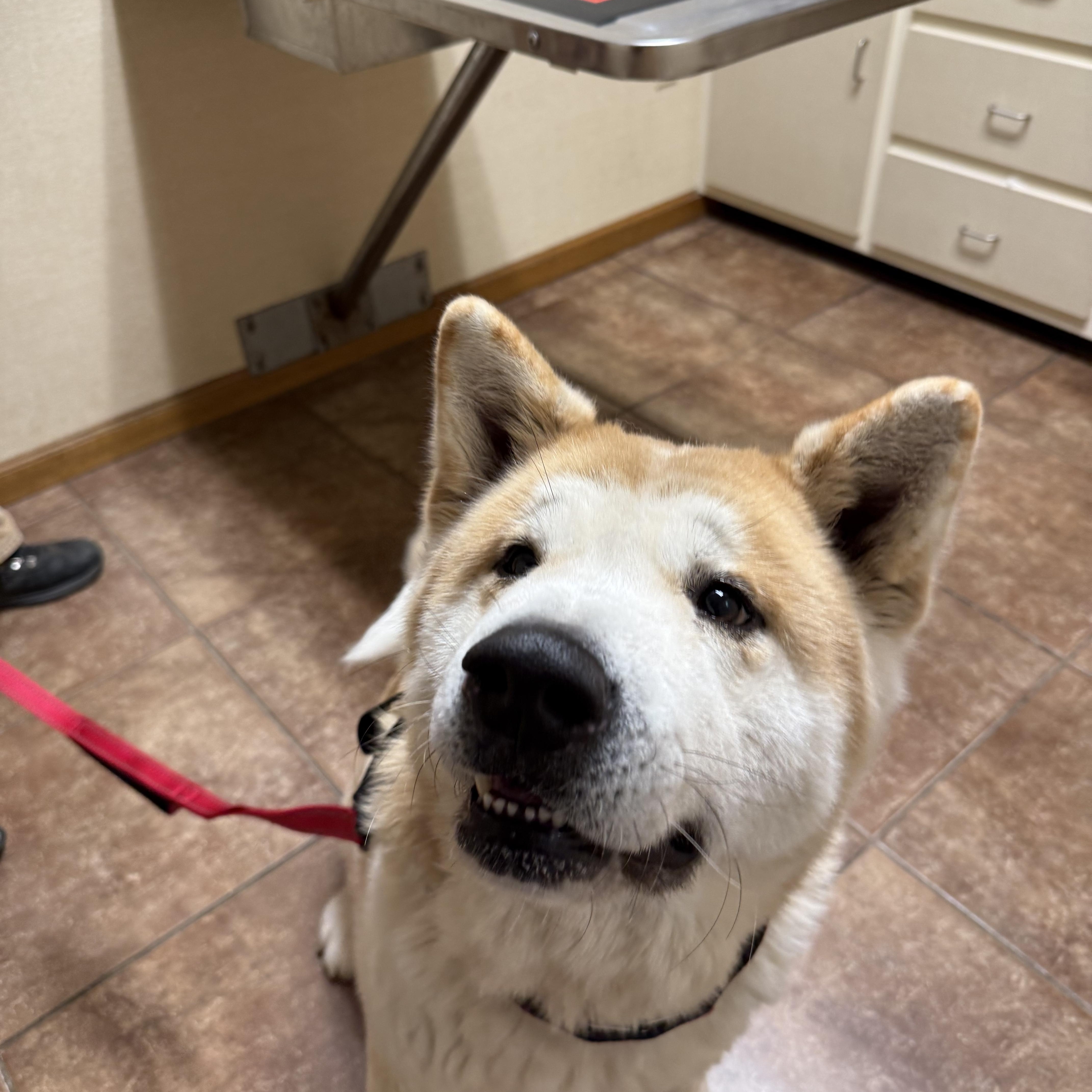 Enlarge Wasabi , a ADOPTABLE Akita in Toms River, NJ image 5/5