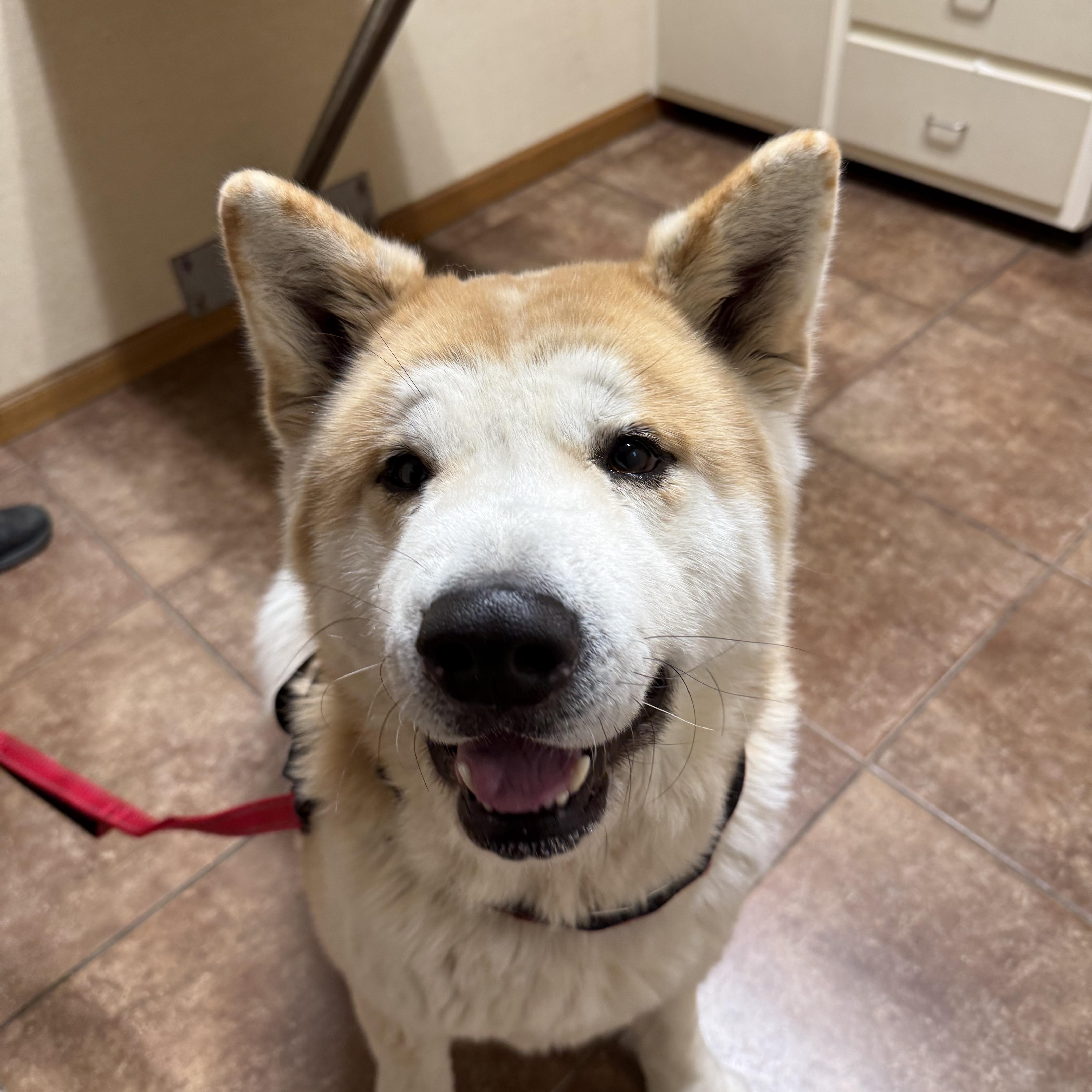 Enlarge Wasabi , a ADOPTABLE Akita in Toms River, NJ image 2/5