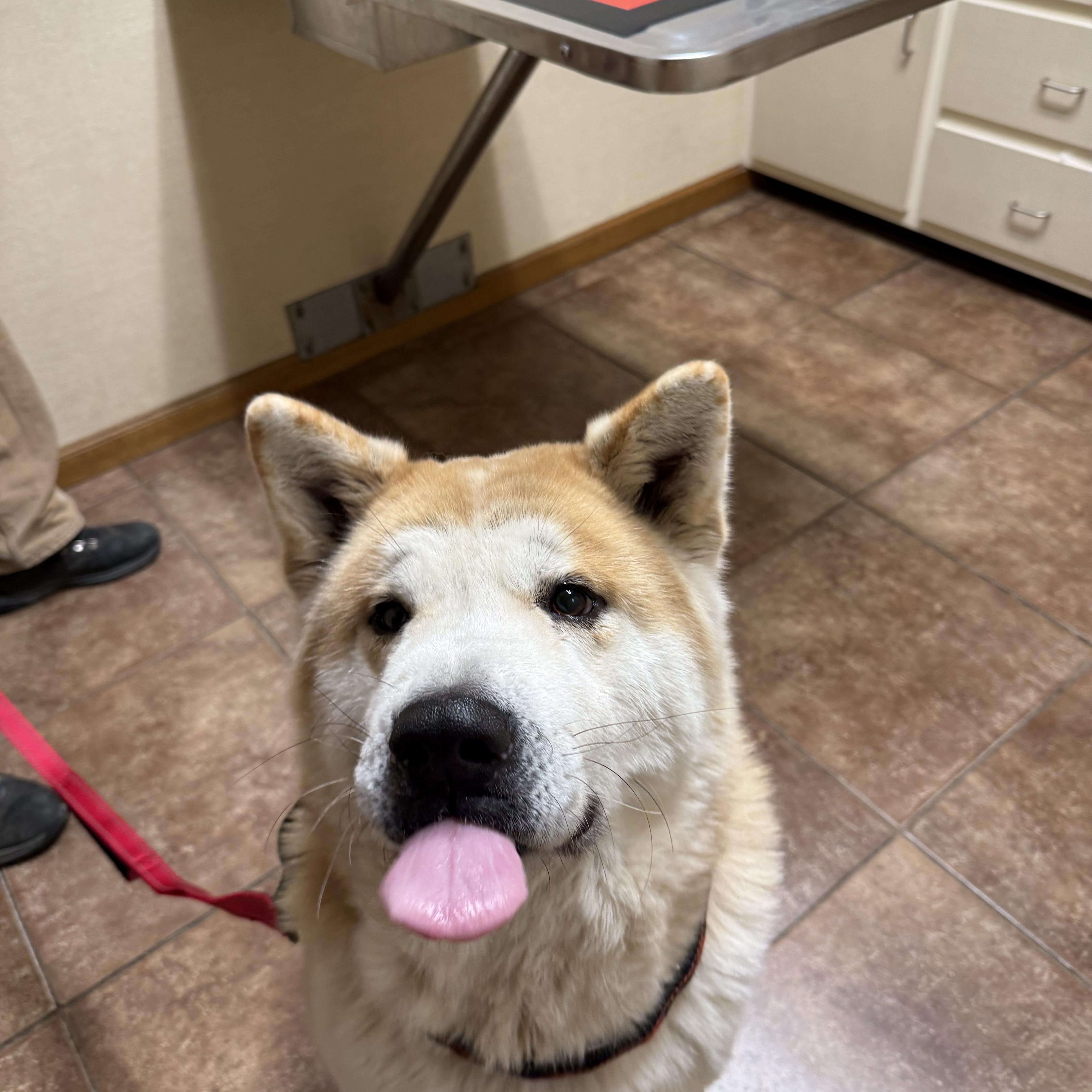 Enlarge Wasabi , a ADOPTABLE Akita in Toms River, NJ image 4/5