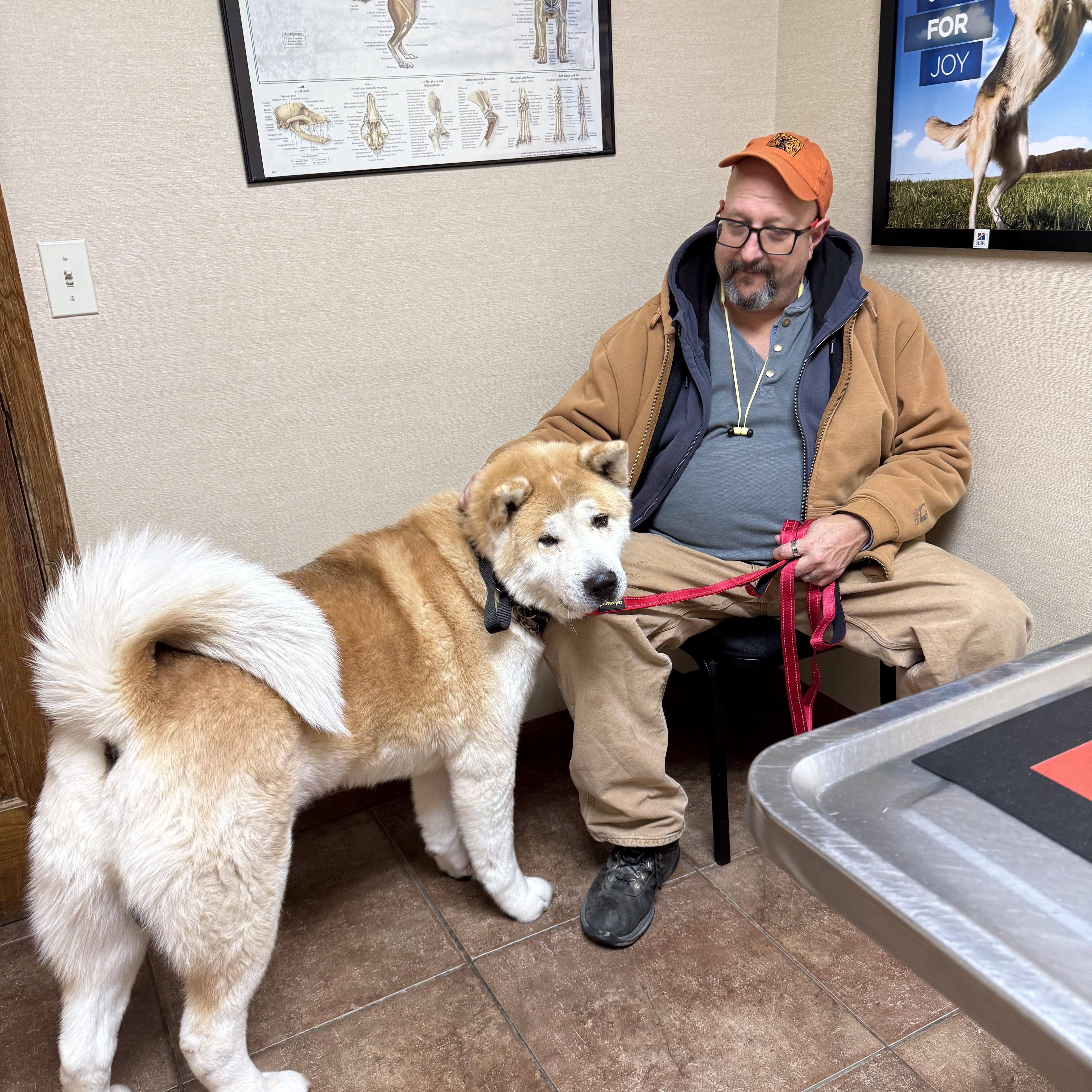 Enlarge Wasabi , a ADOPTABLE Akita in Toms River, NJ image 3/5