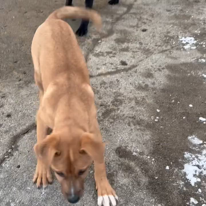 Enlarge Gertrude, an adopted mixed breed in Detroit, MI video 3/3