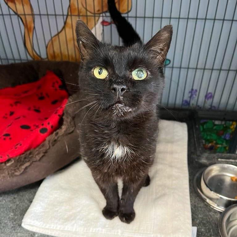 Panther, Senior Male Domestic Short Hair