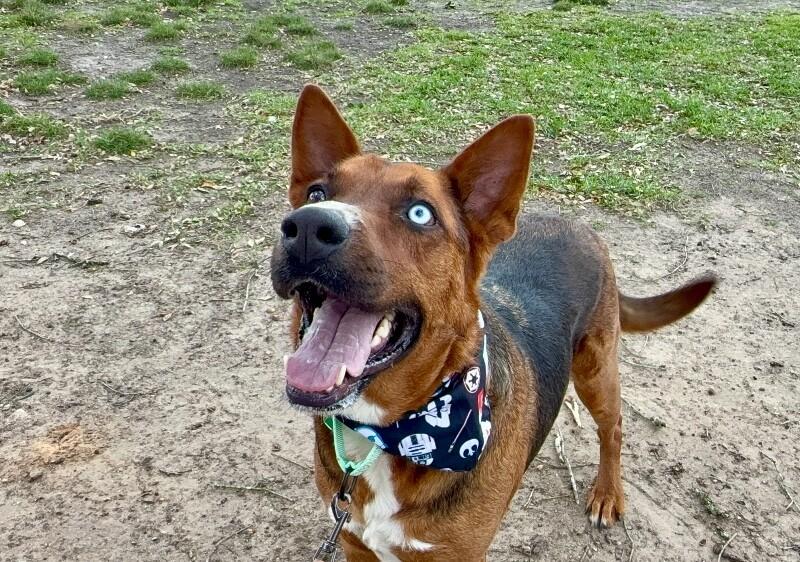 Niko Baby Boy — thumbnail 3